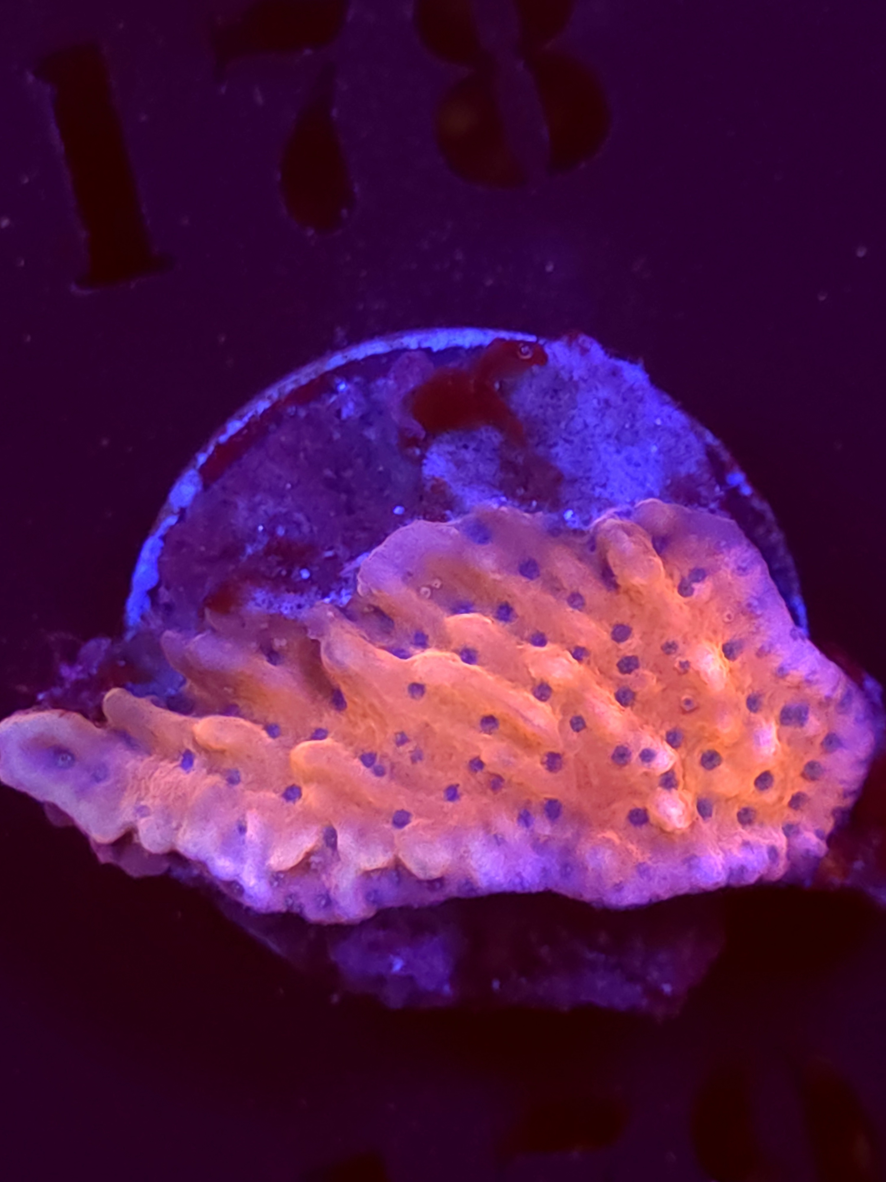 SBB "Cherry Tree" Monti Medium