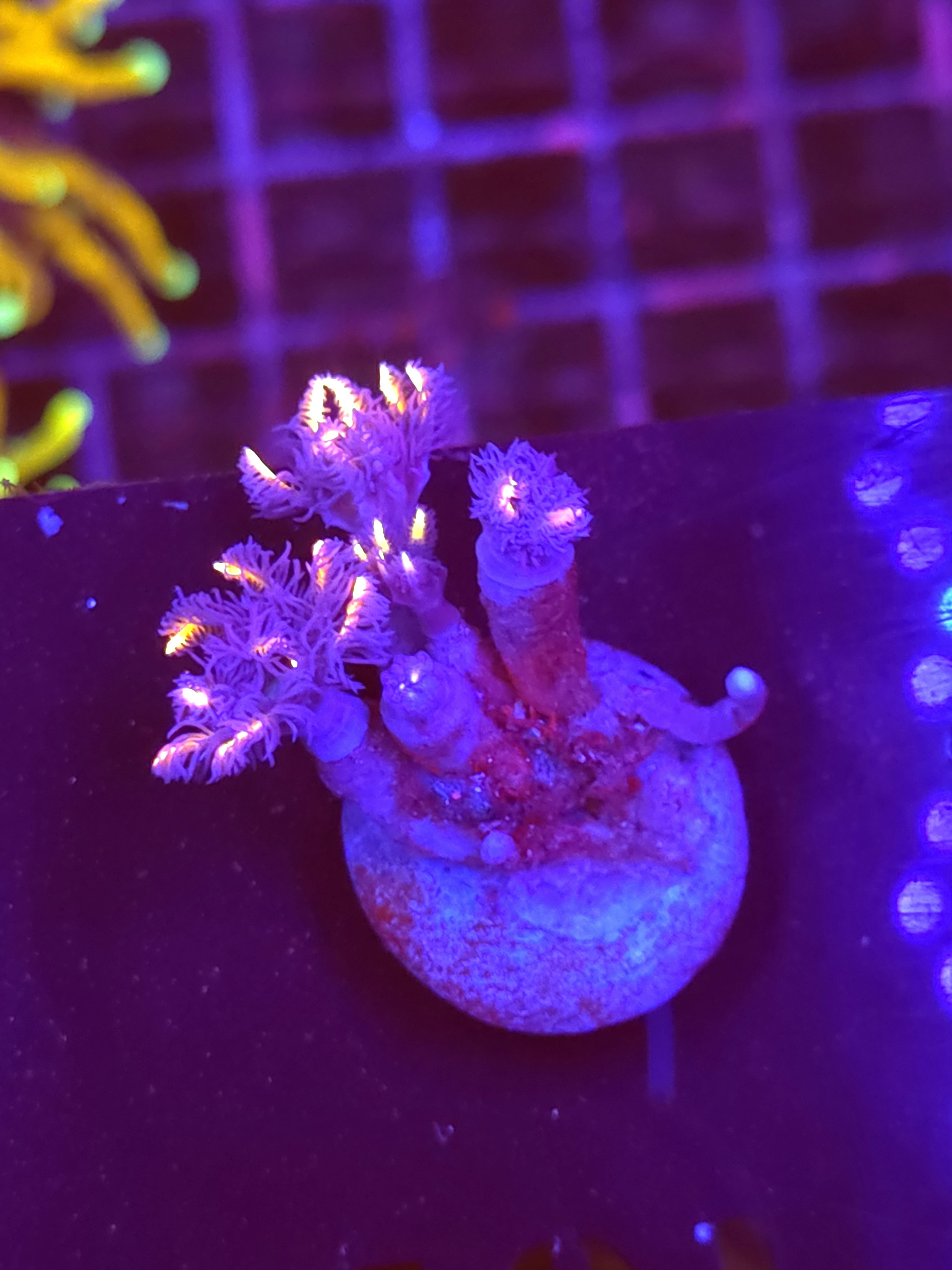 SBB "Mystery Signature" Cloves 3 Polyps