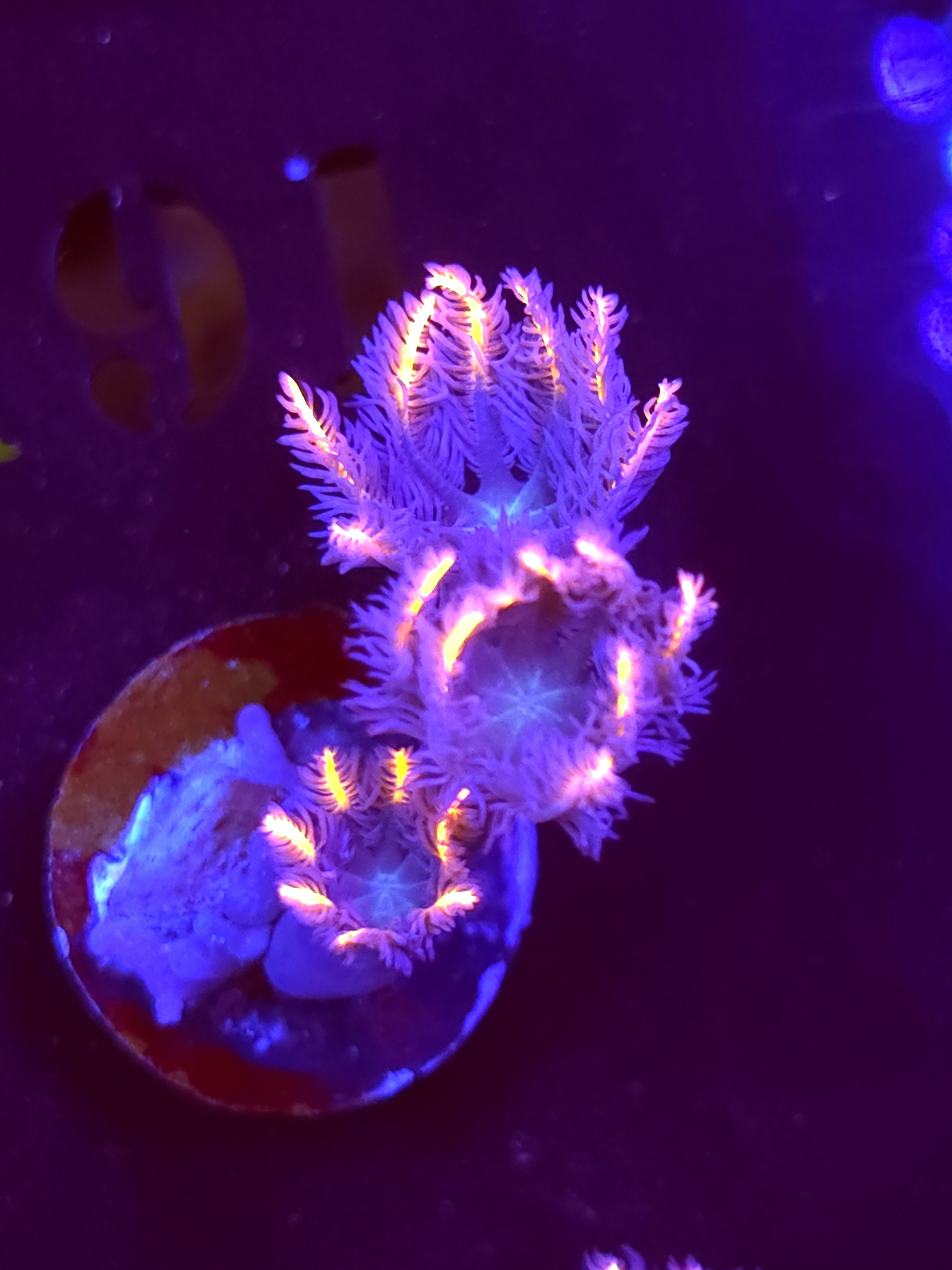 SBB "Fireworks Cloves" Cloves 3 Polyps