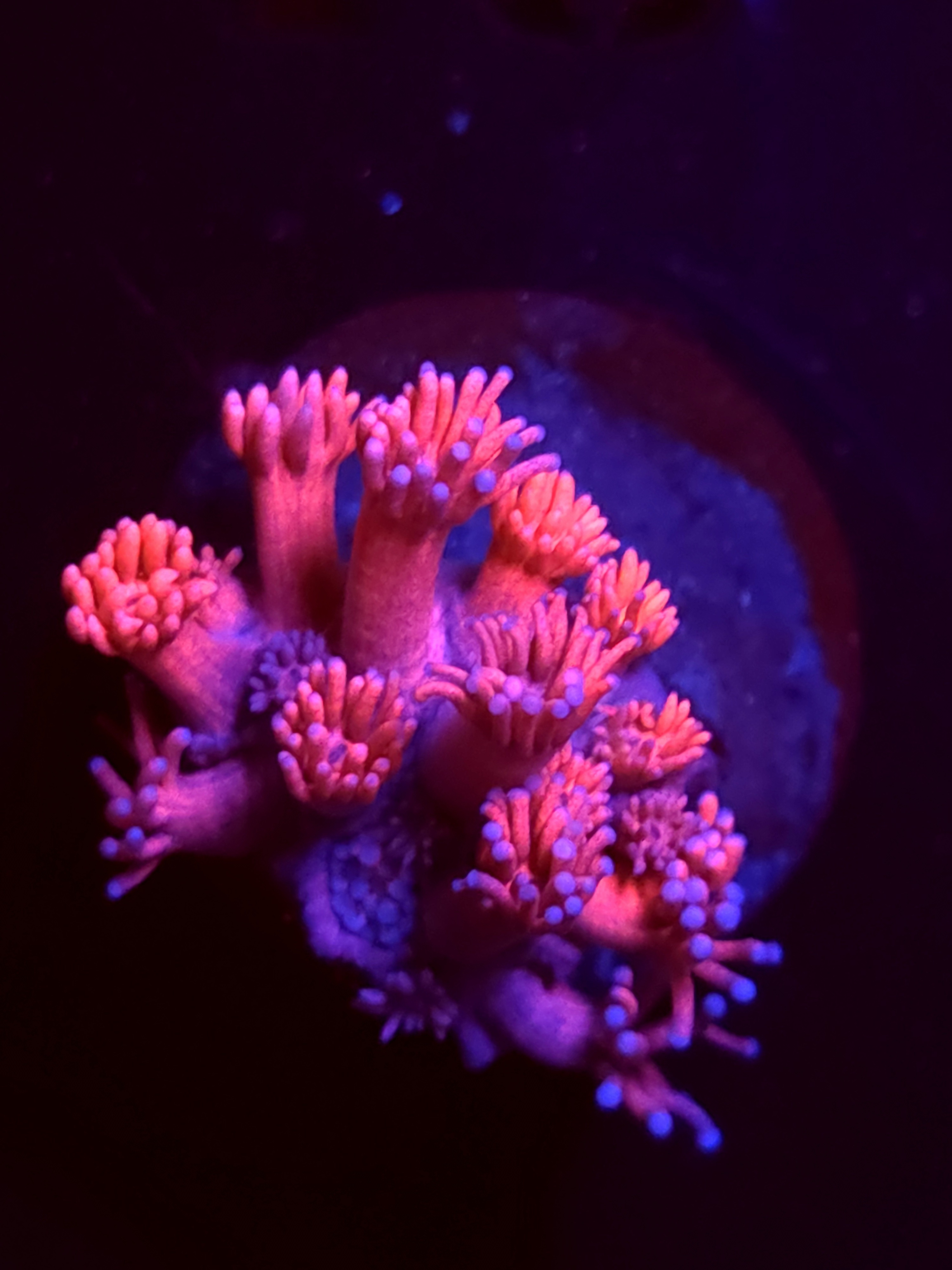 SBB "Pastel Pop" Goni Medium