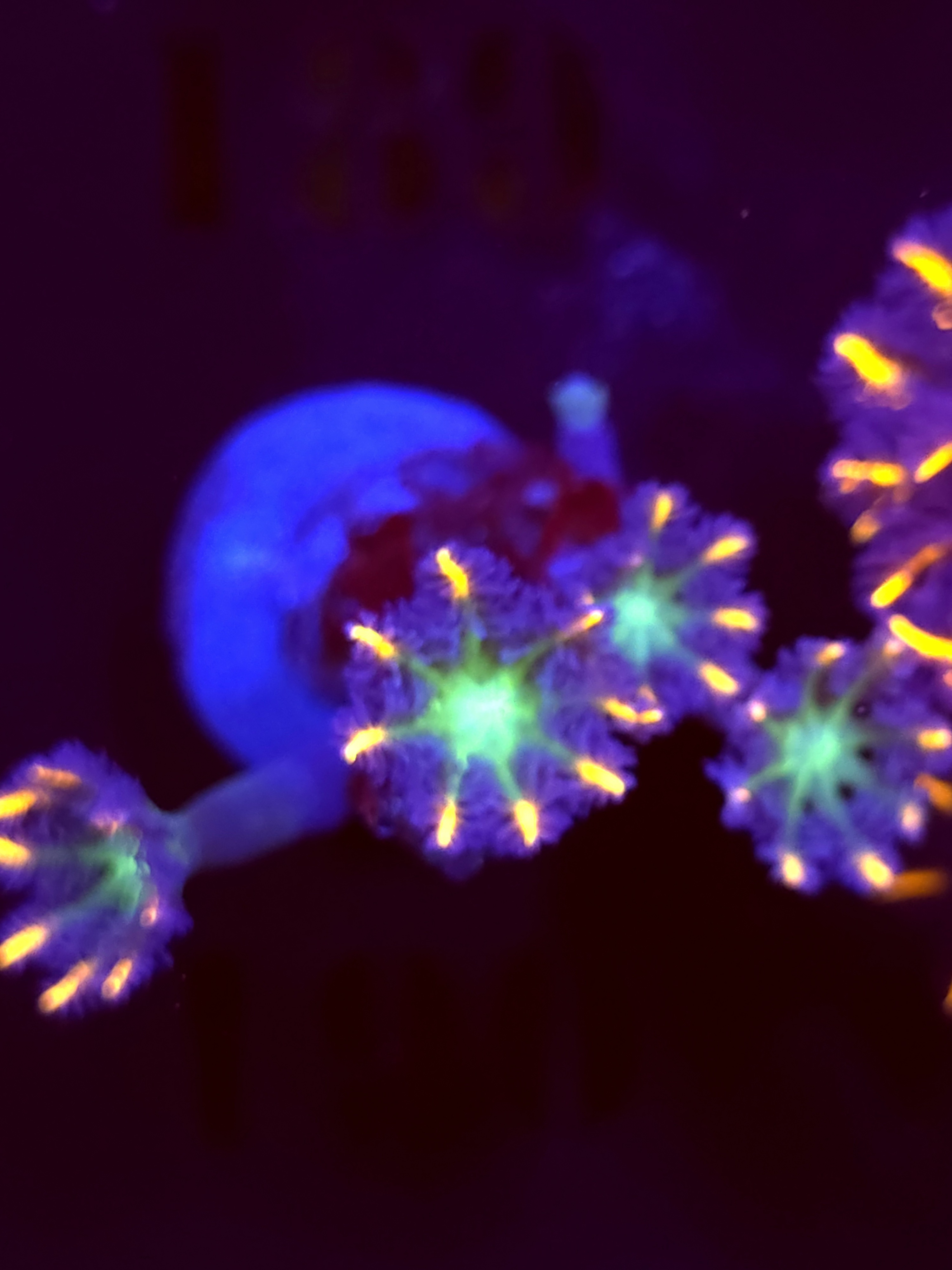 SBB "Mystery Signature" Cloves 4+ Polyps