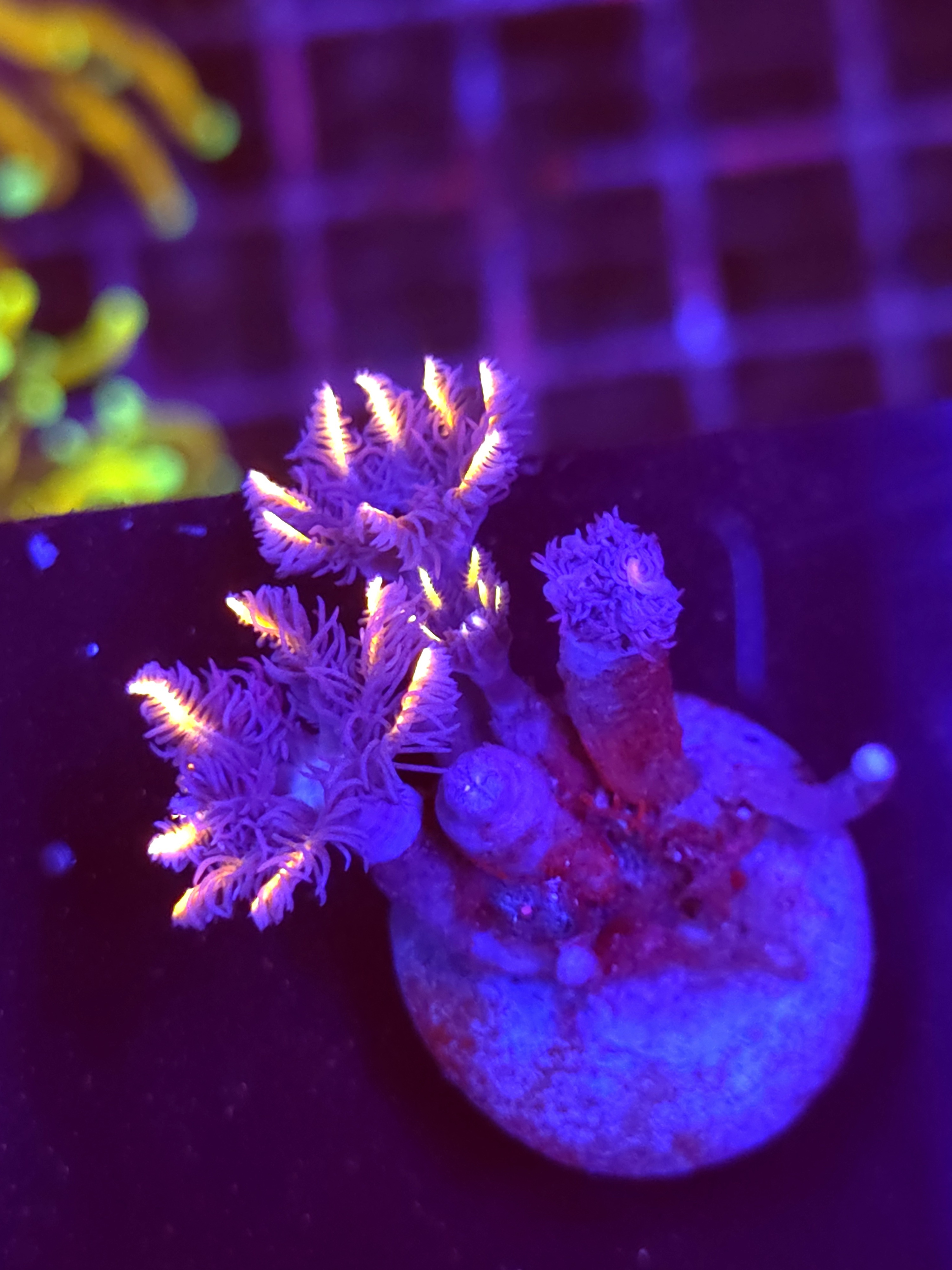 SBB "Fireworks Cloves" Cloves 5 Polyps