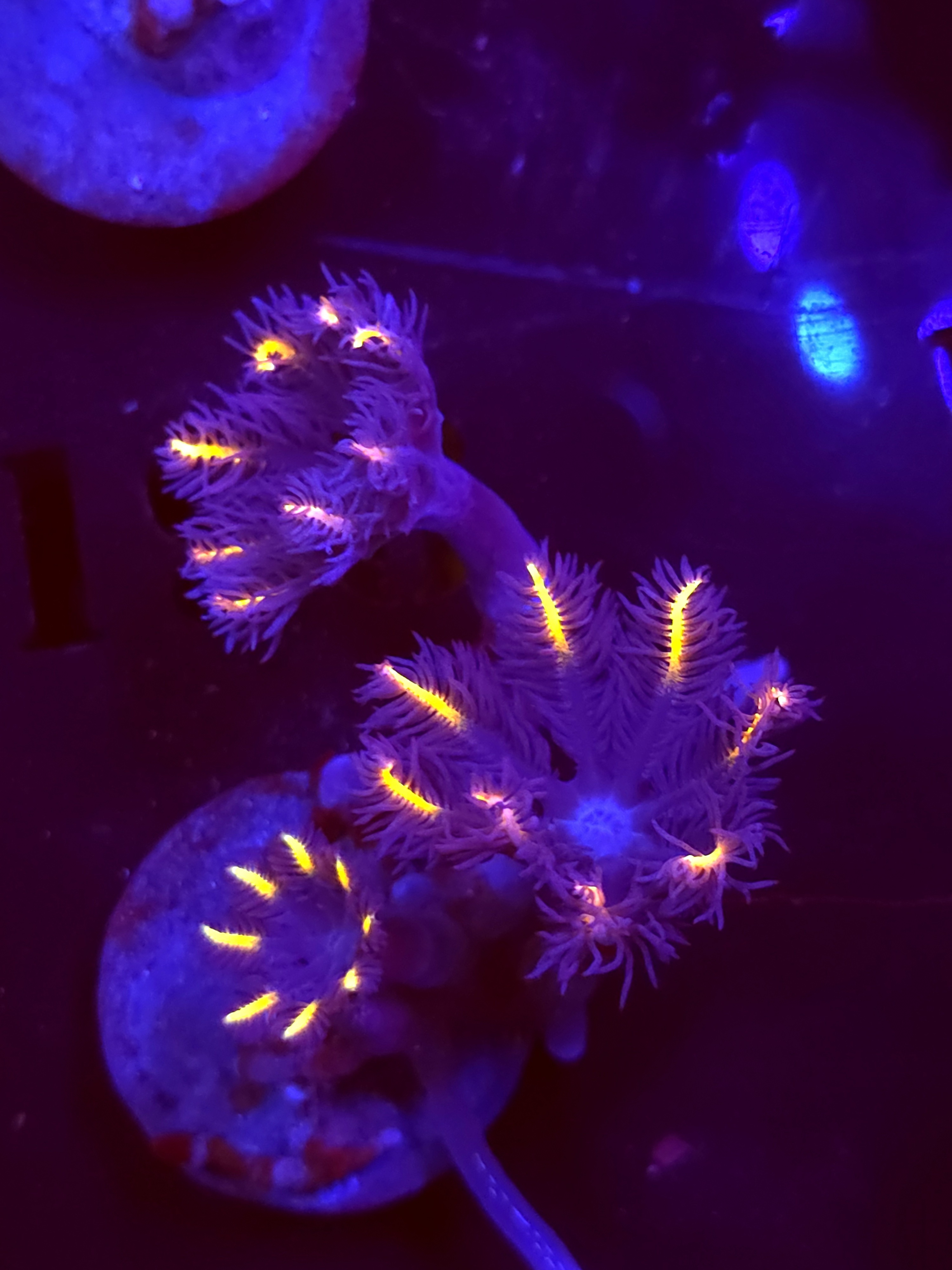 SBB "Fireworks Cloves" Cloves 3+ Polyps