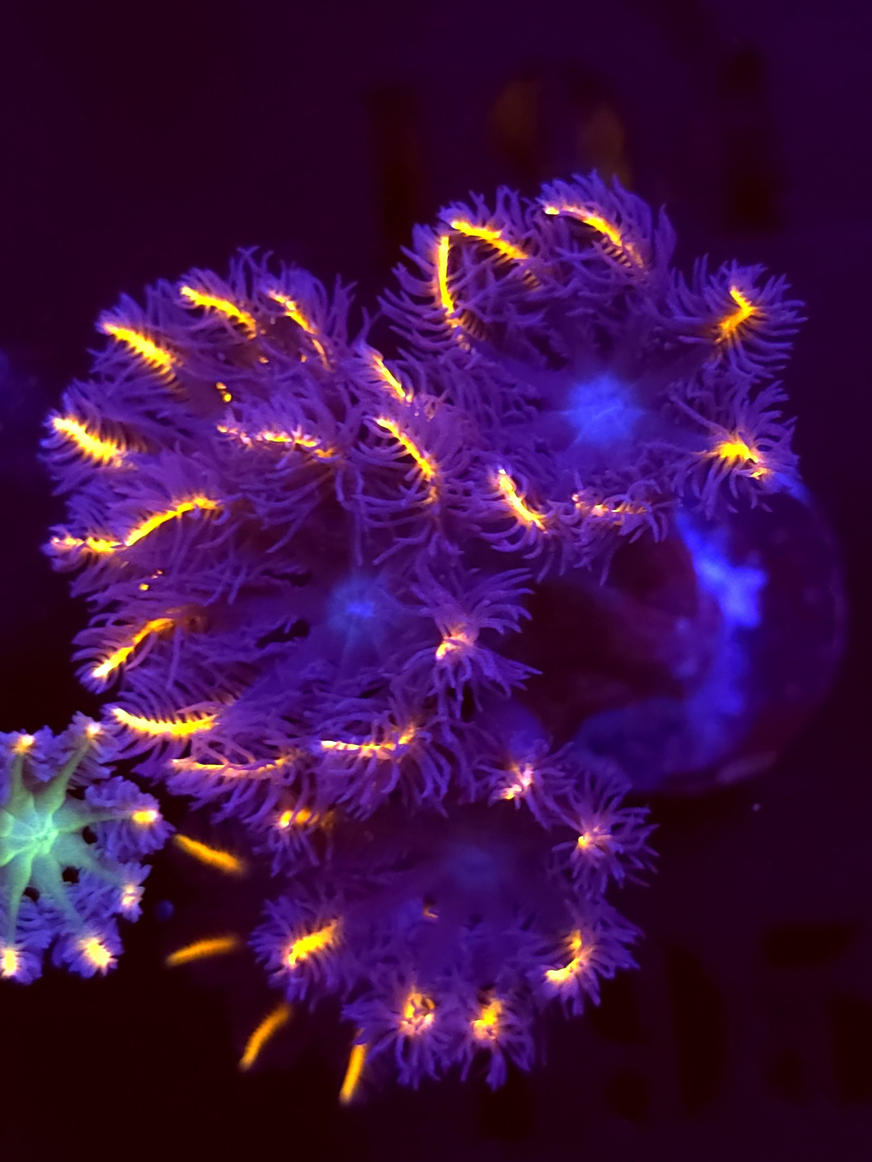 SBB "Fireworks Cloves" Cloves 5+ Polyps
