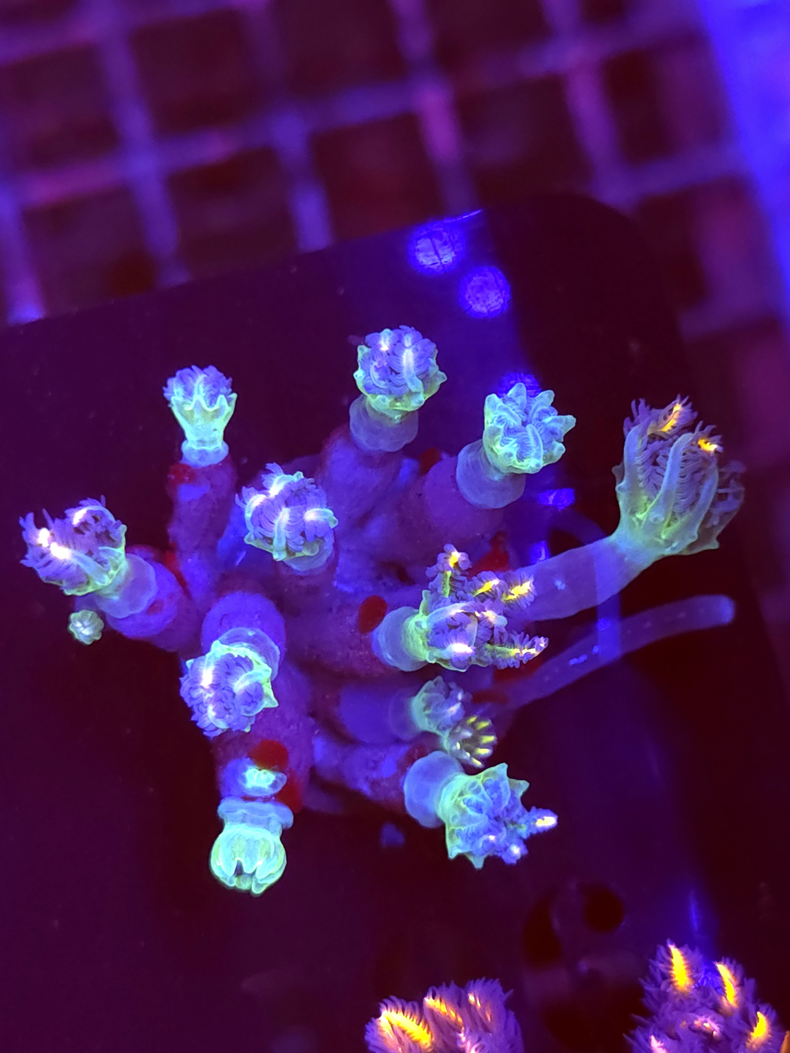 SBB "Mystery Signature" Cloves Mini Colony