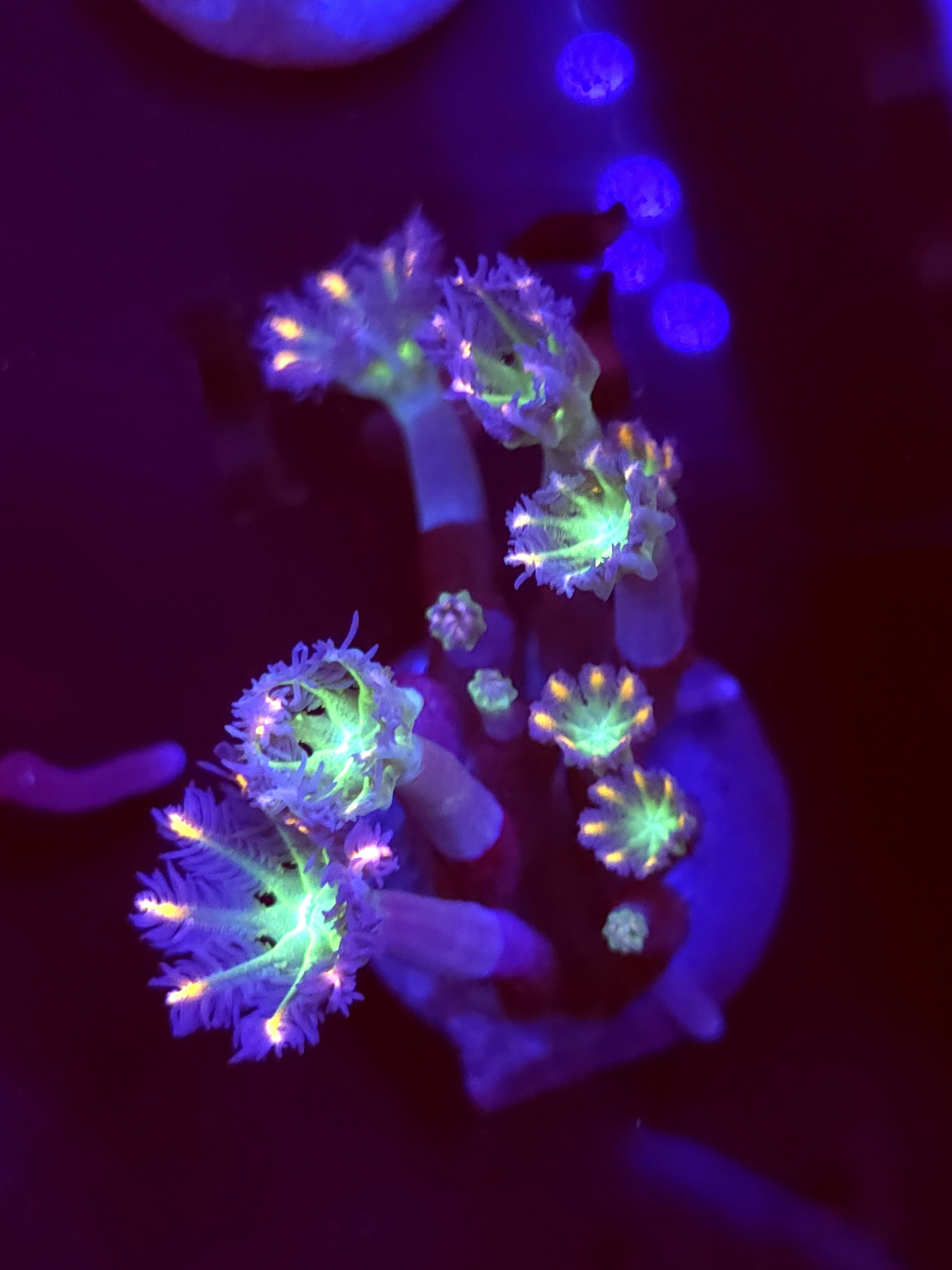 SBB "Fireworks Cloves" Cloves Mini Colony