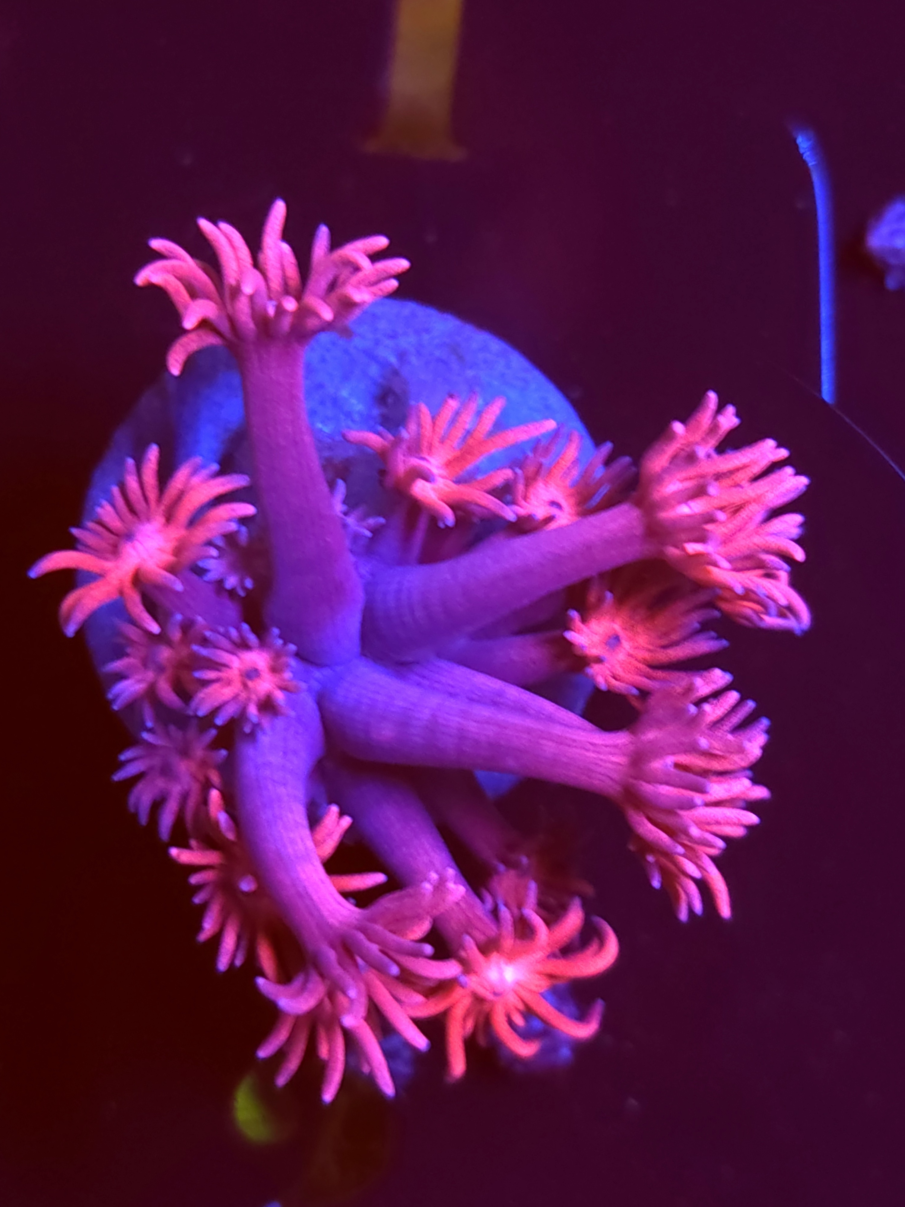 SBB "Wizard Staff" Goni Small