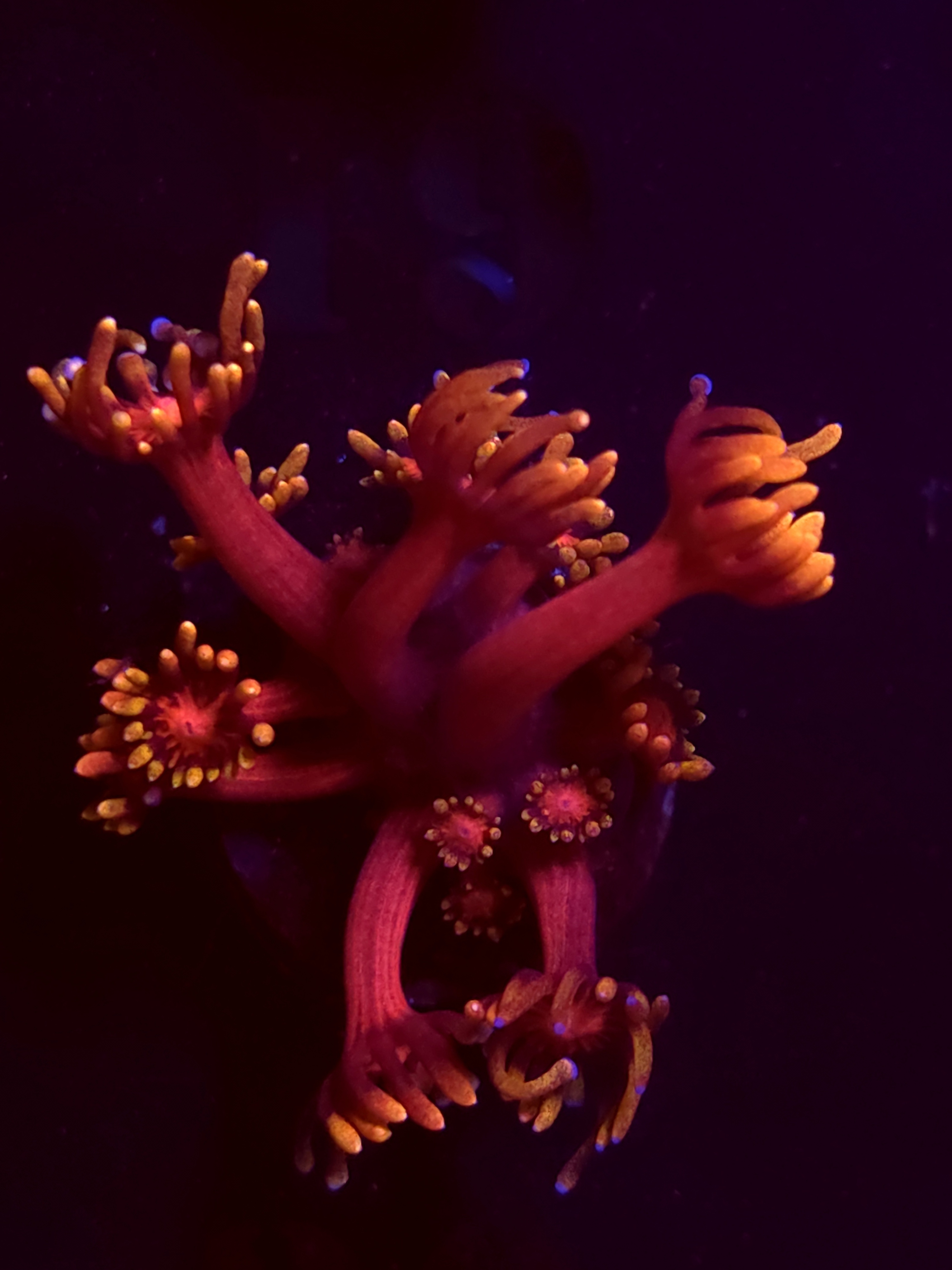 SBB "Mystery Signature" Goni Medium