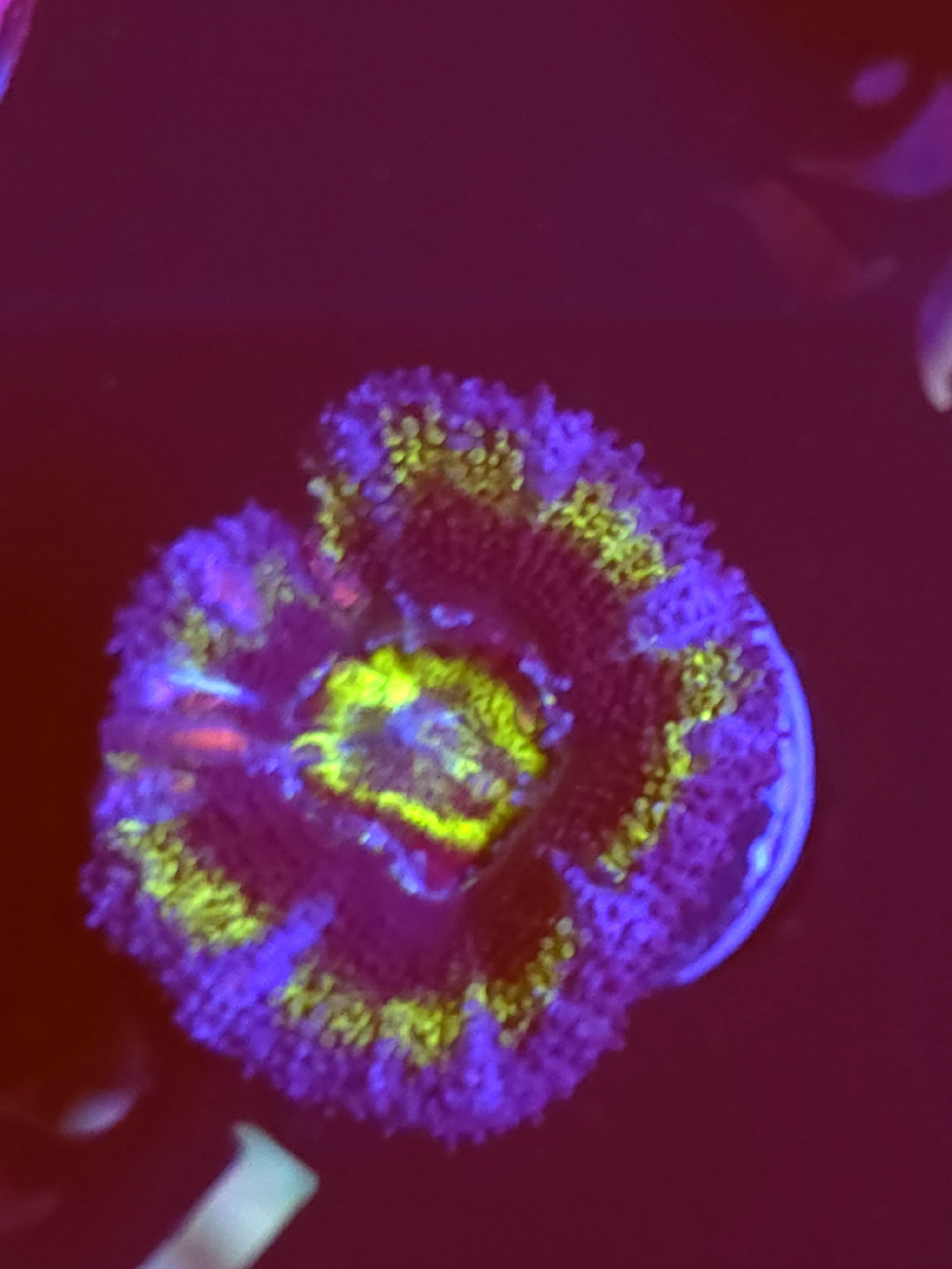 SBB "Mystery Signature" Acan 1 Head