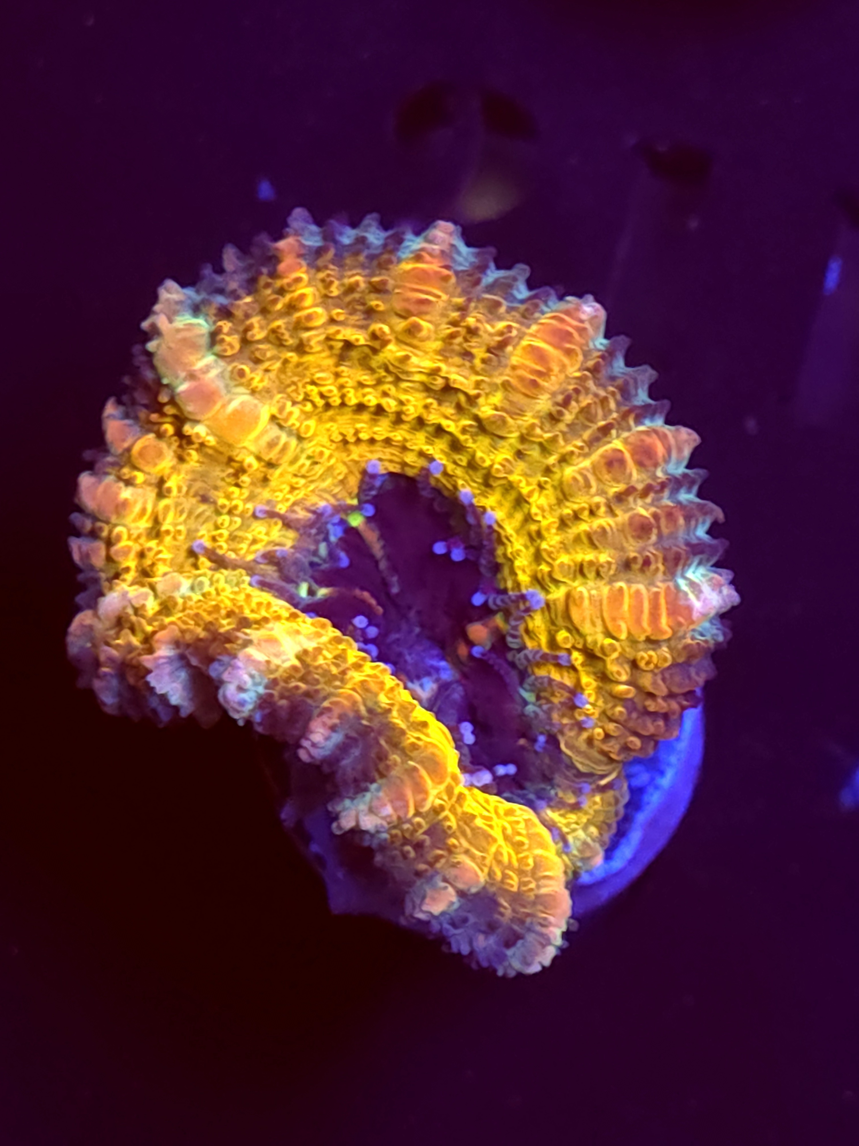 SBB "Cosmi Flux" Acan 1 Head