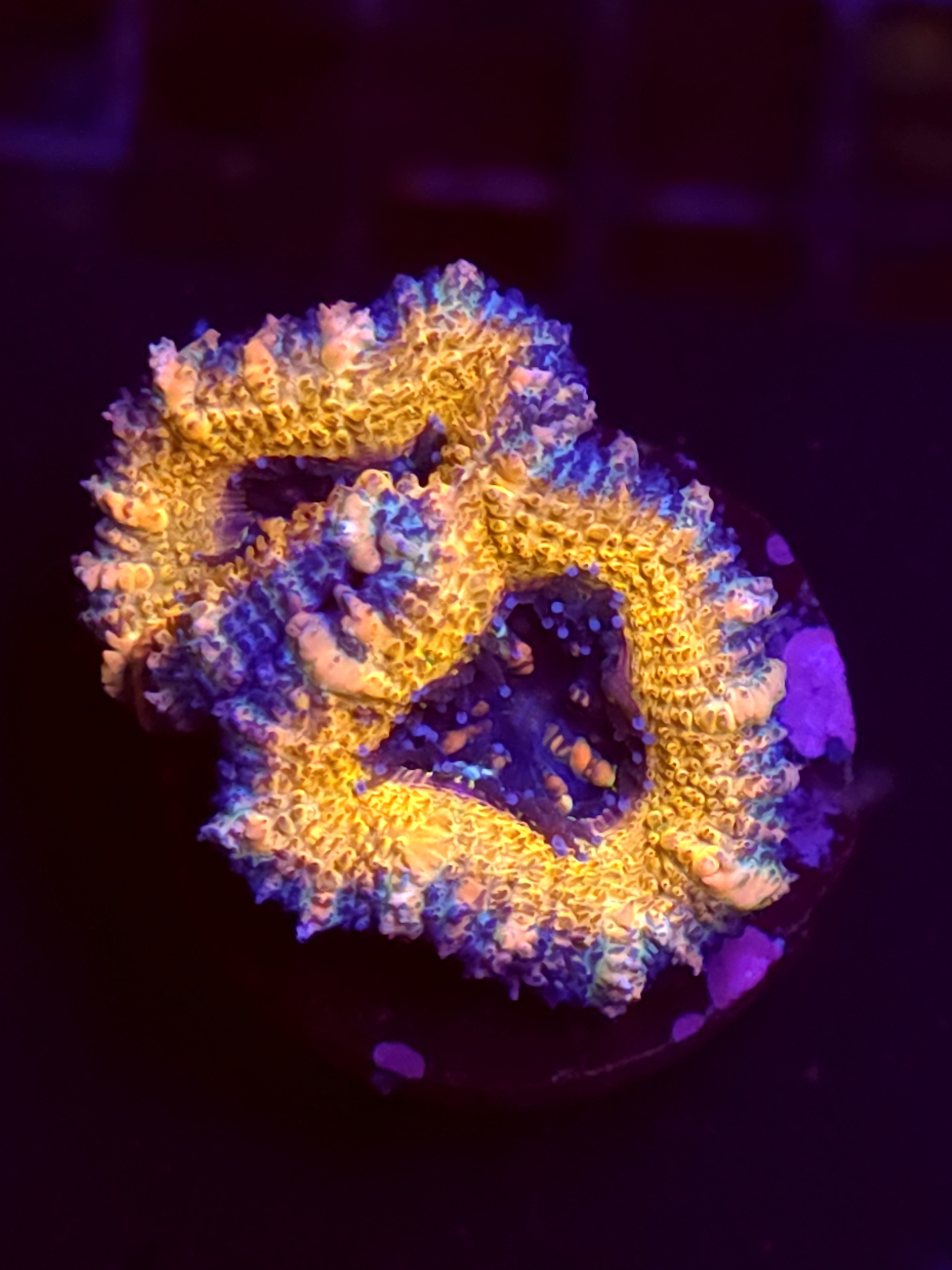 SBB "Dragon Core" Acan 2 Heads