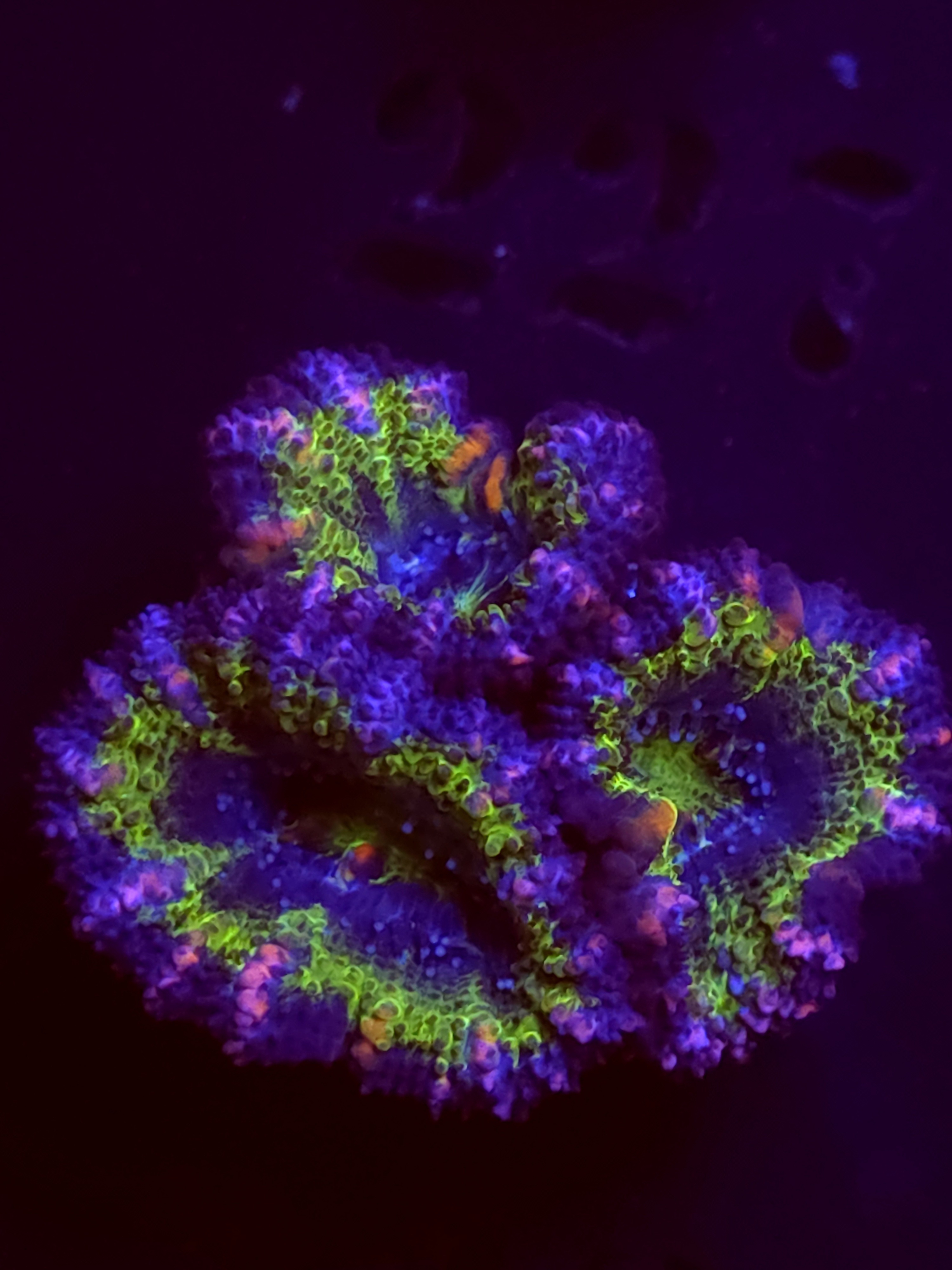 SBB "Big Hero" Acan 3 Heads