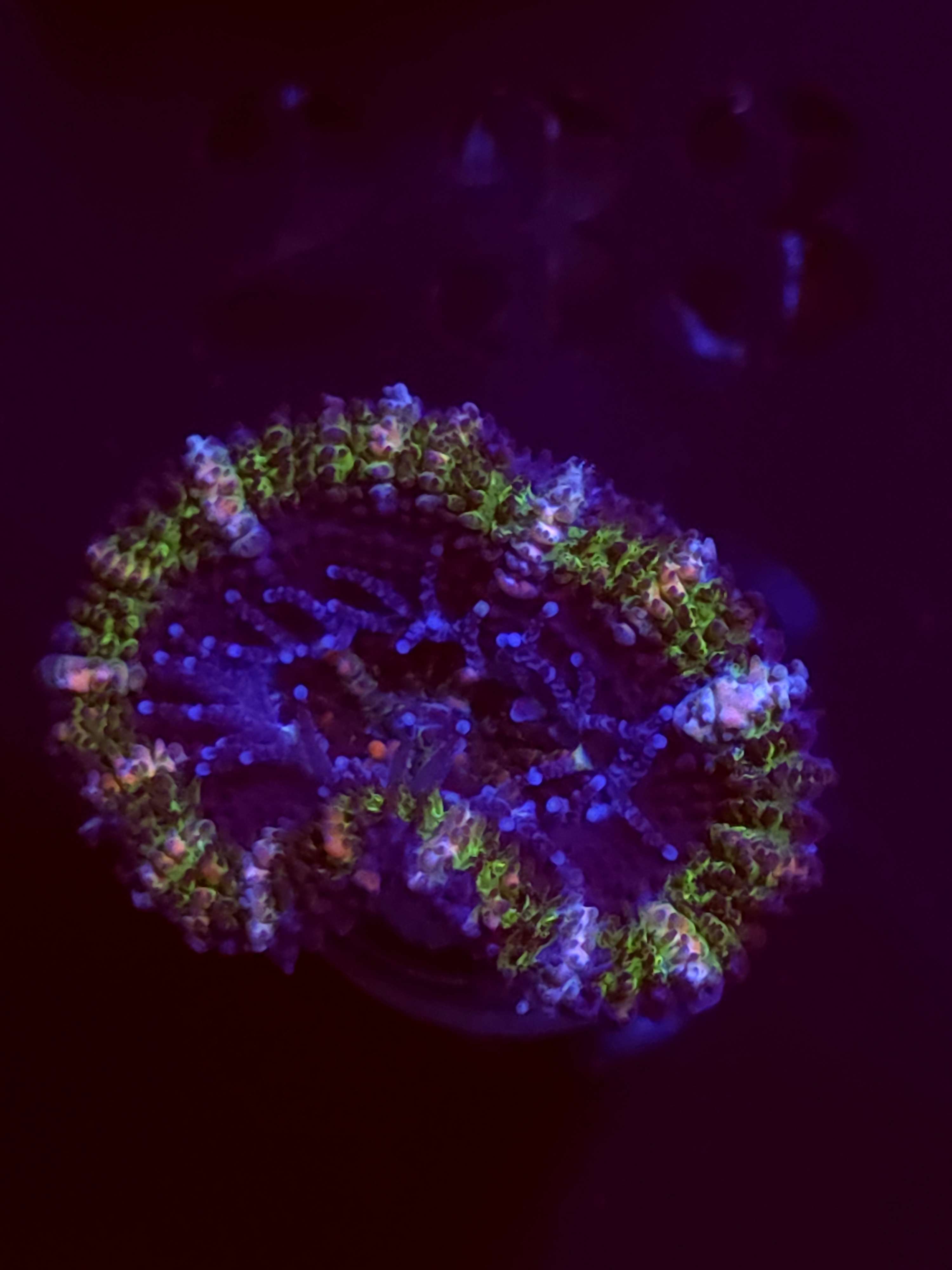 SBB "Blue Spark" Acan 1 Head