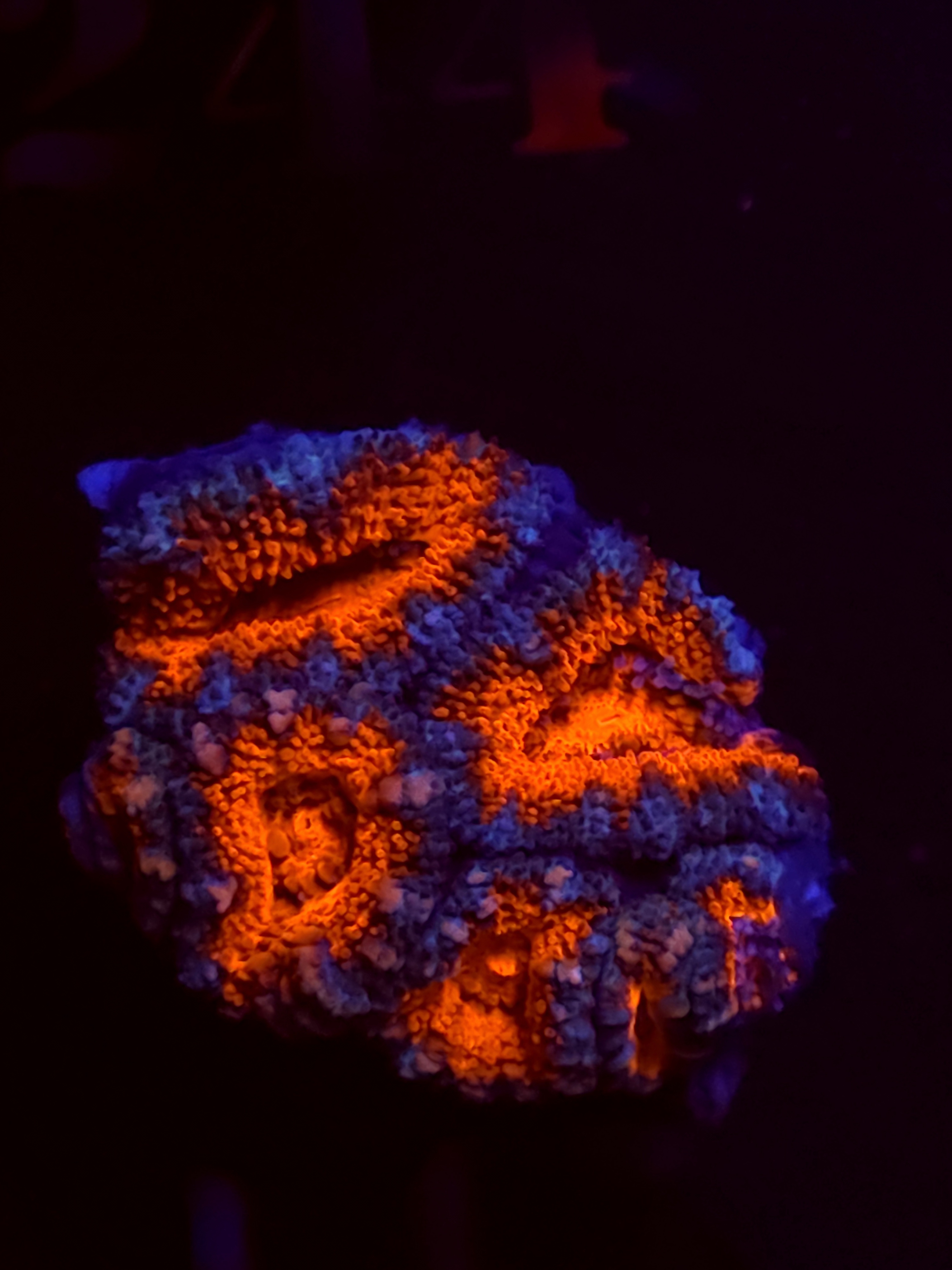 SBB "Mystery Signature" Acan 3 Heads Plus Babies