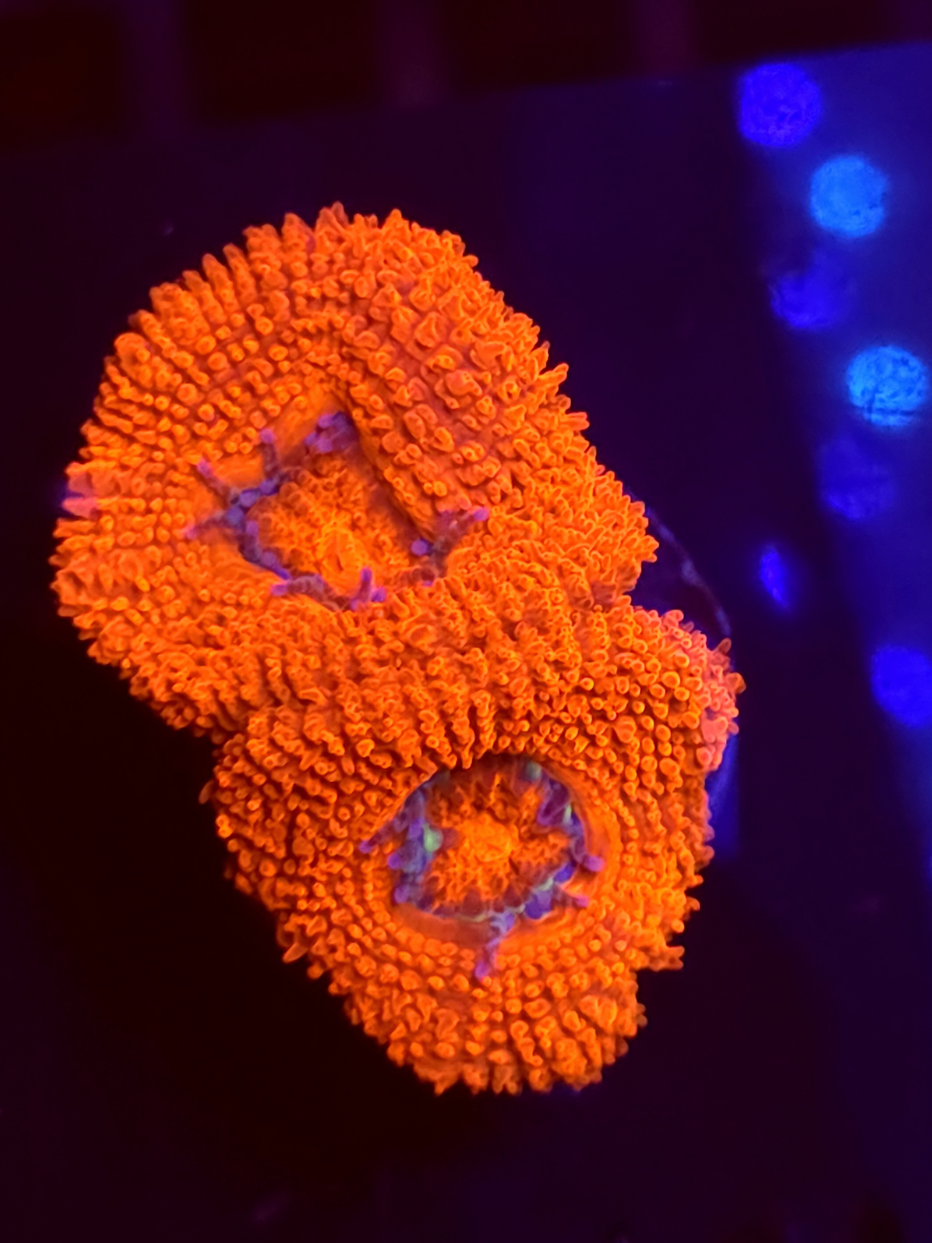 SBB "Lit Comet" Acan 2 Heads