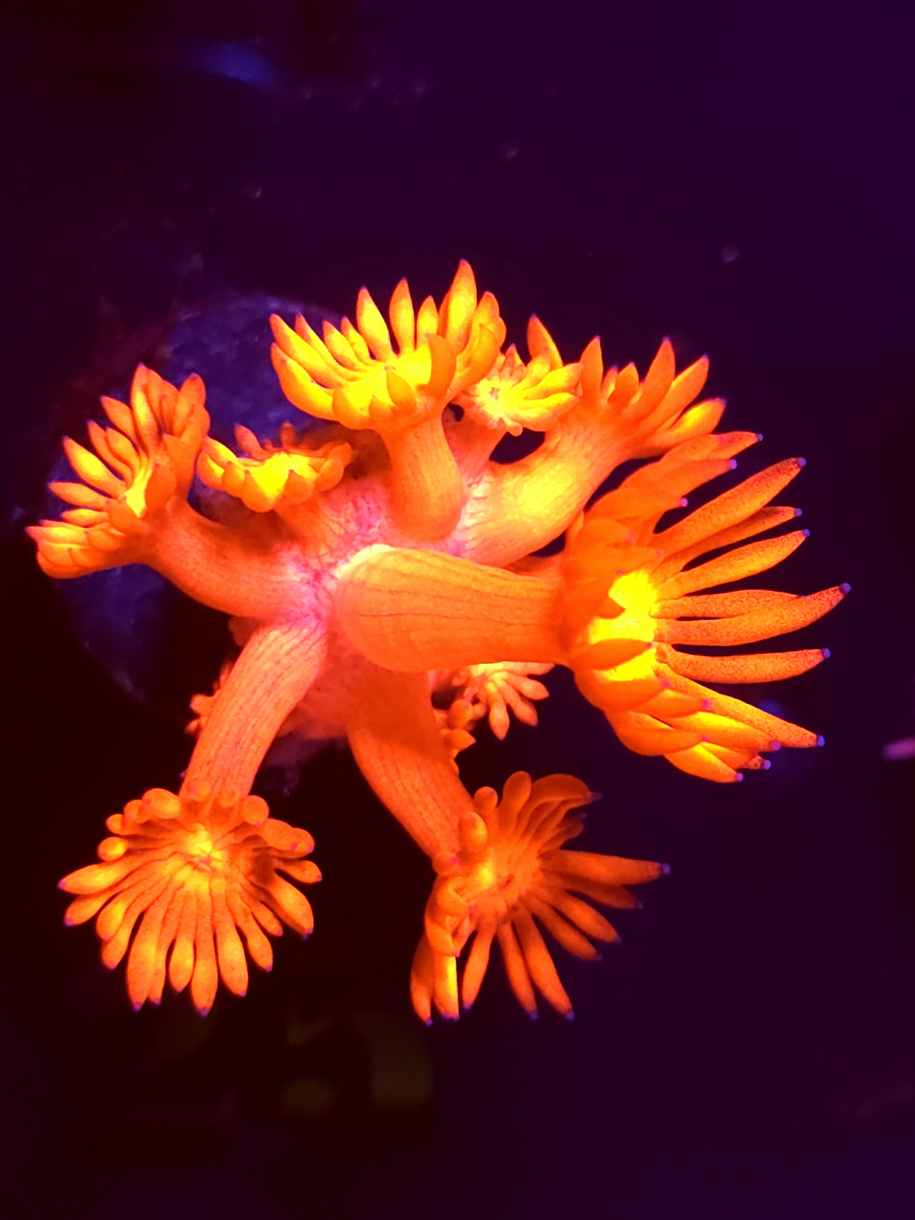 SBB "Mystery Signature" Goni Small