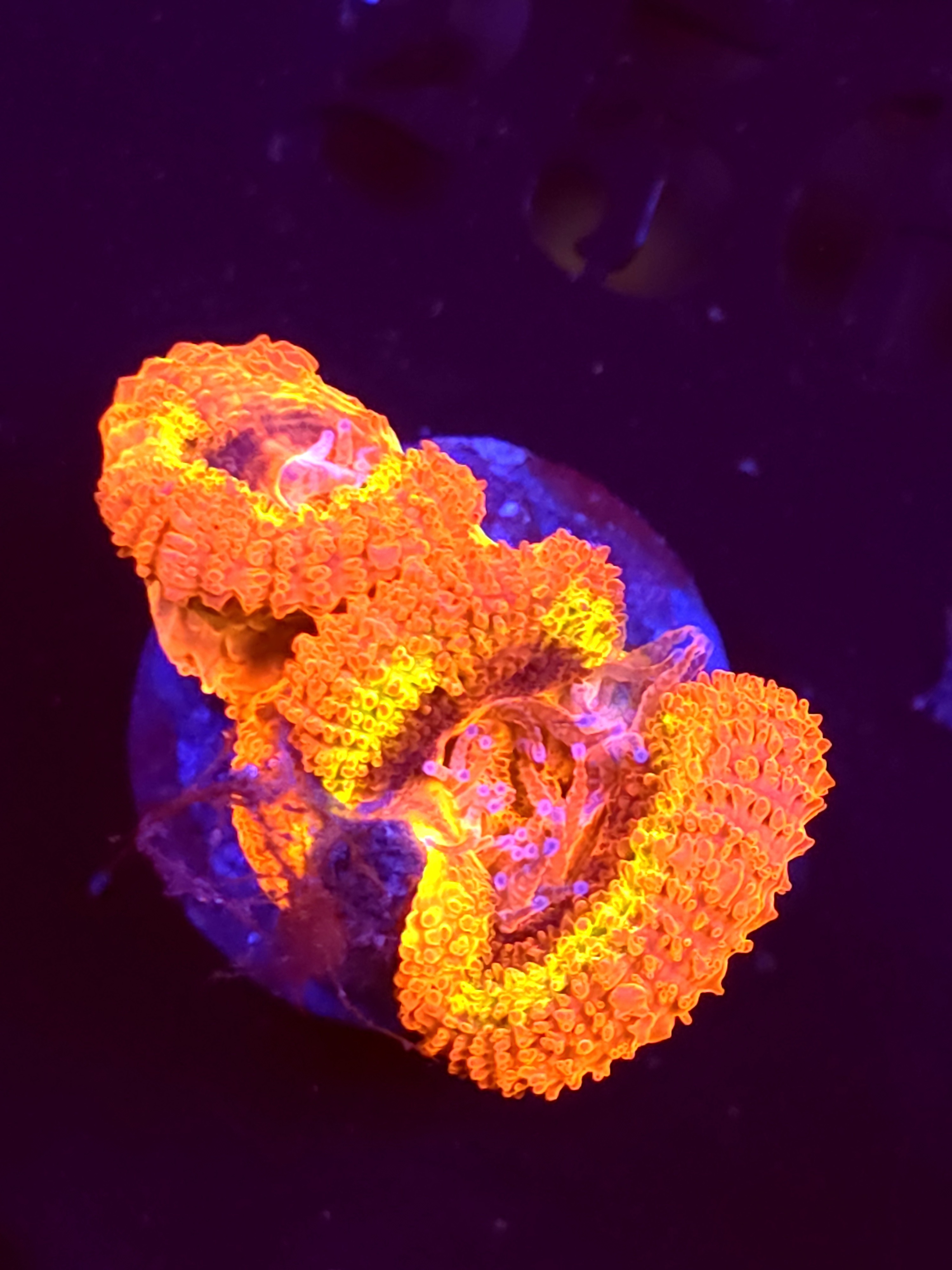 SBB "Black Hole Sun" Acan 2 Heads