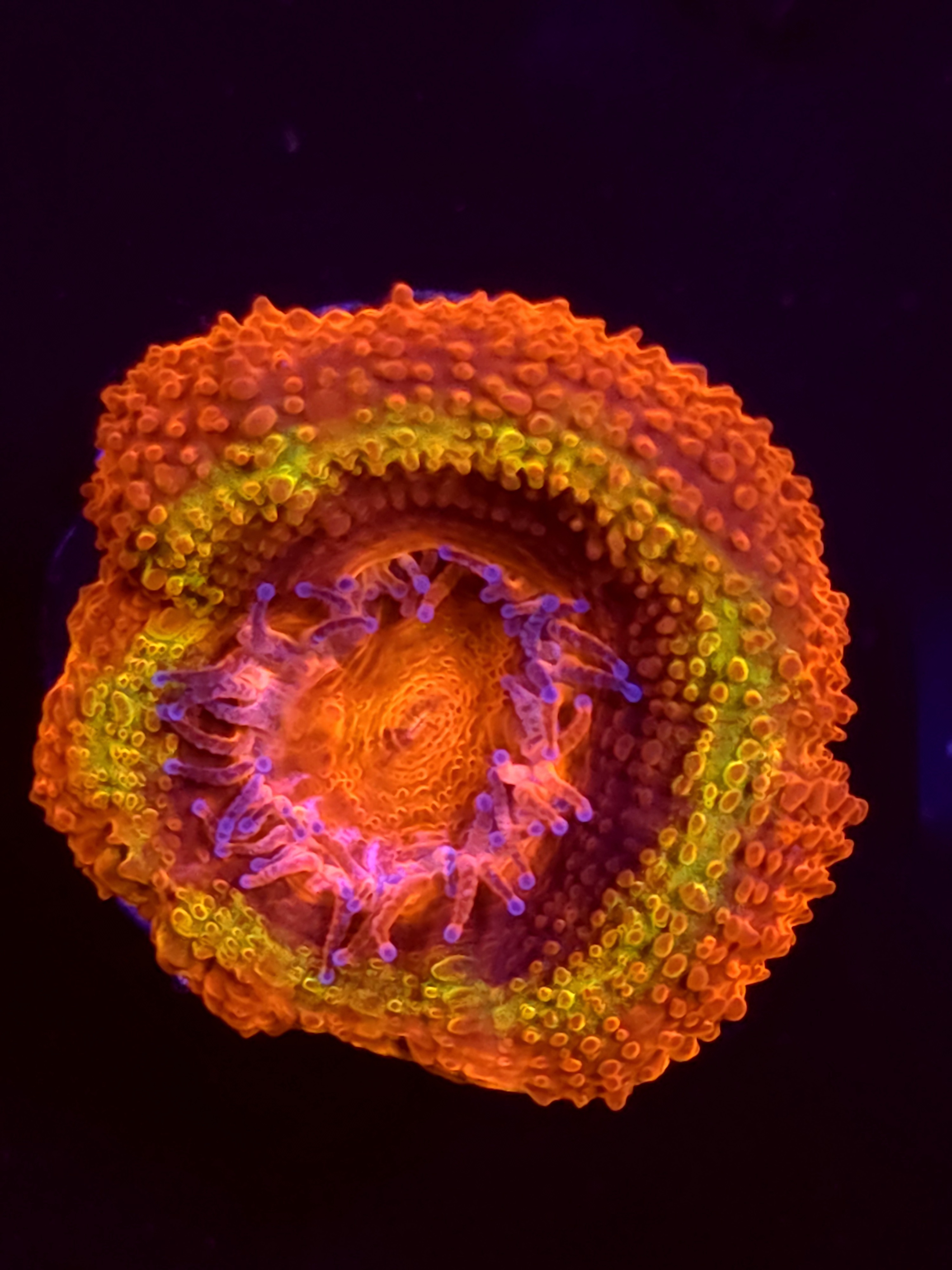 SBB "Black Hole Sun" Acan 1 Head