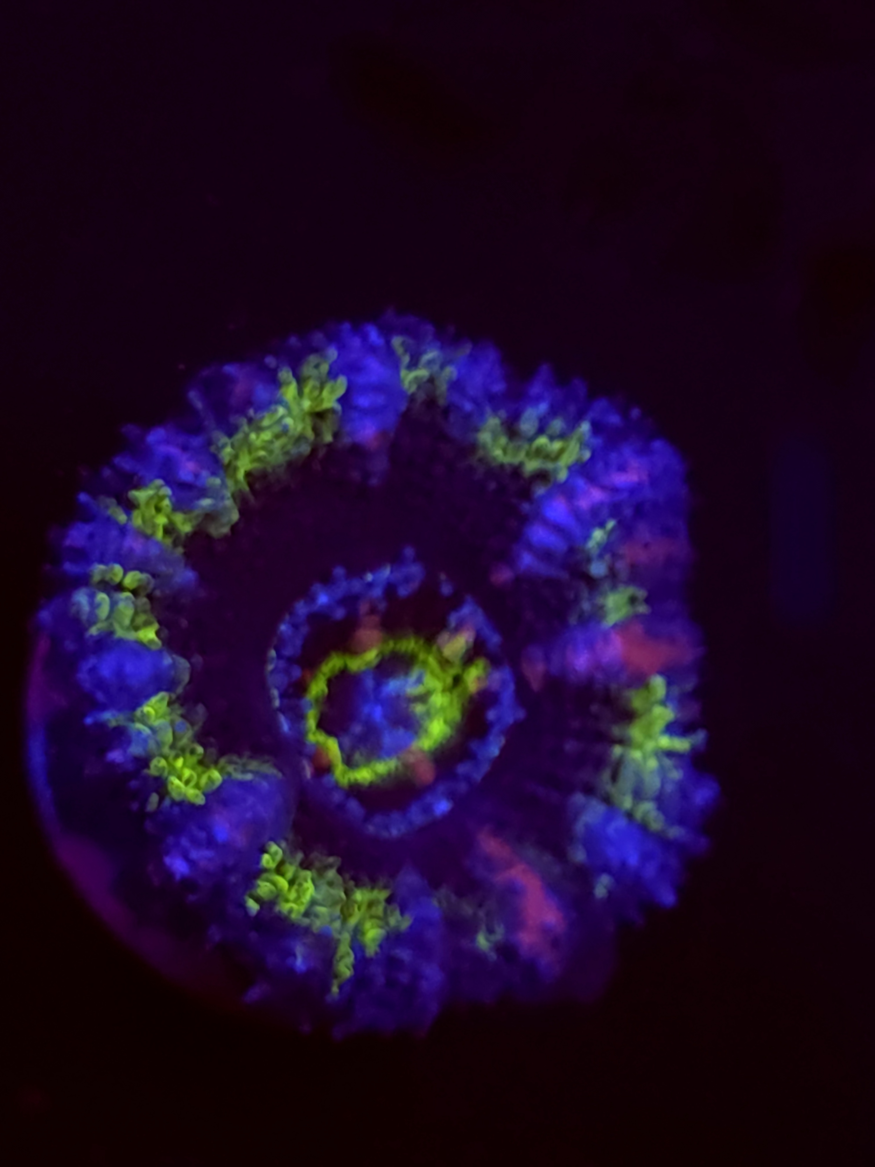 SBB "Butta Bang" Acan 1 Head