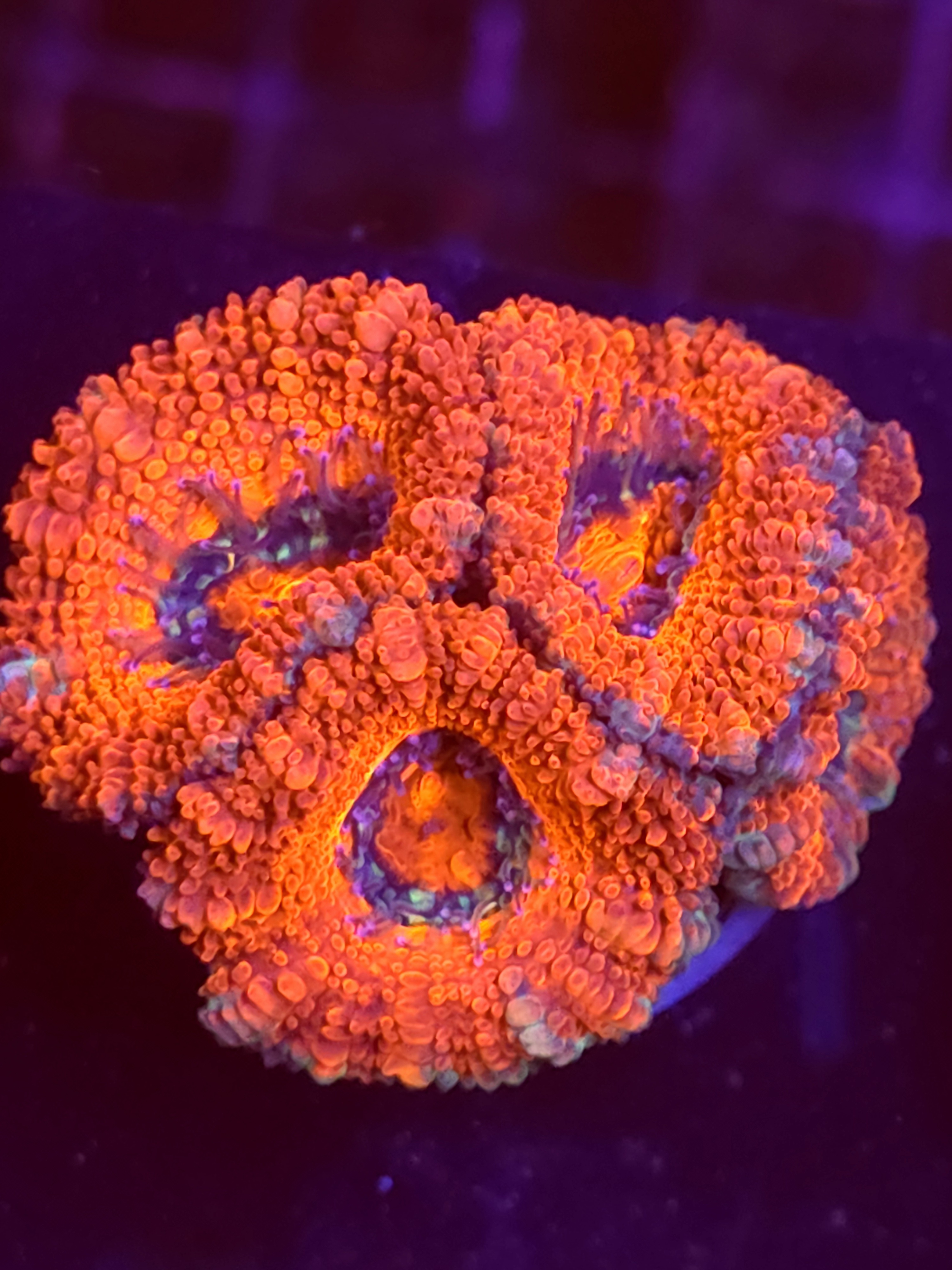 SBB "Red Spark" Acan Mini Colony