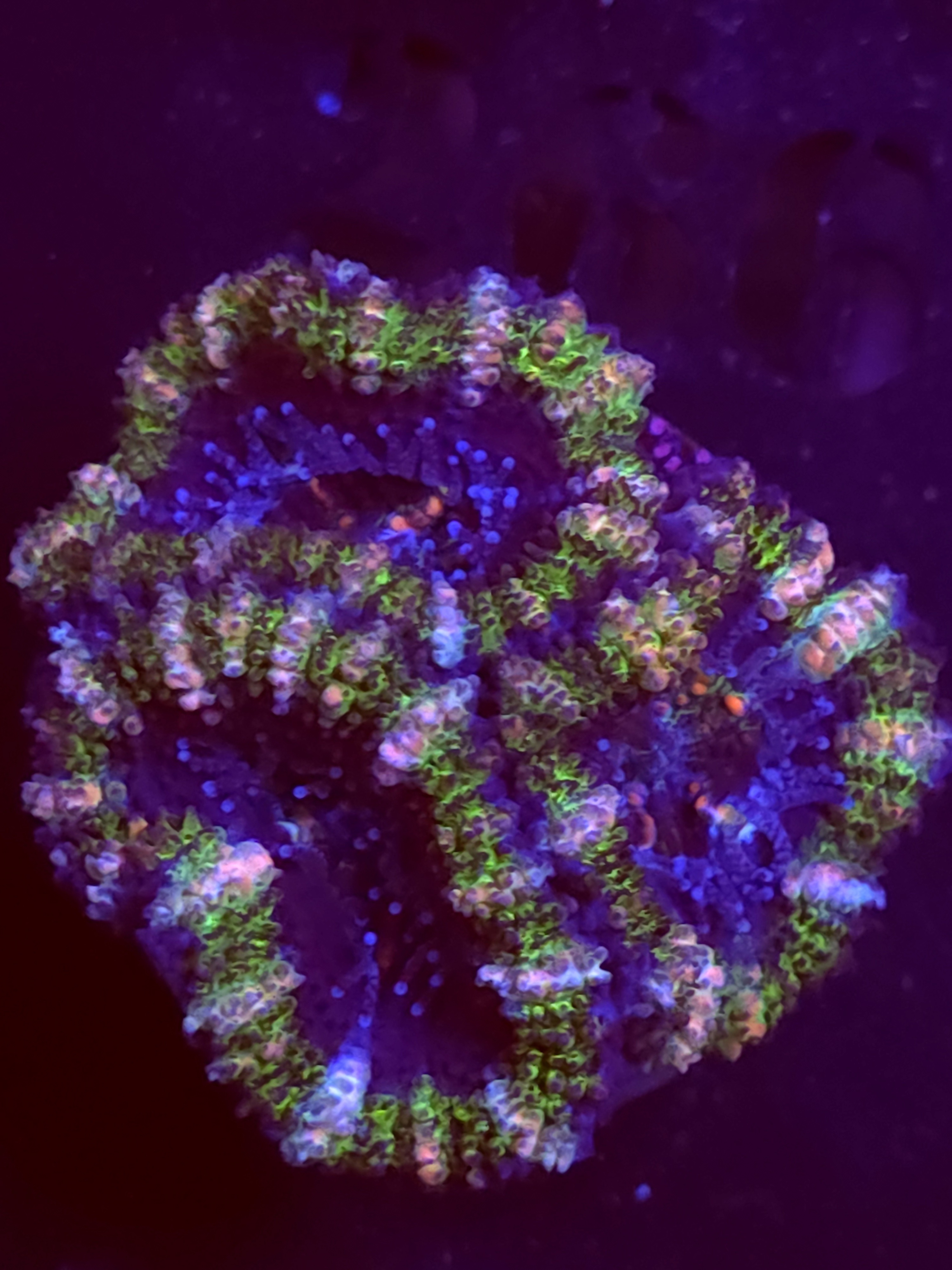 SBB "No Name" Acan 3 Heads