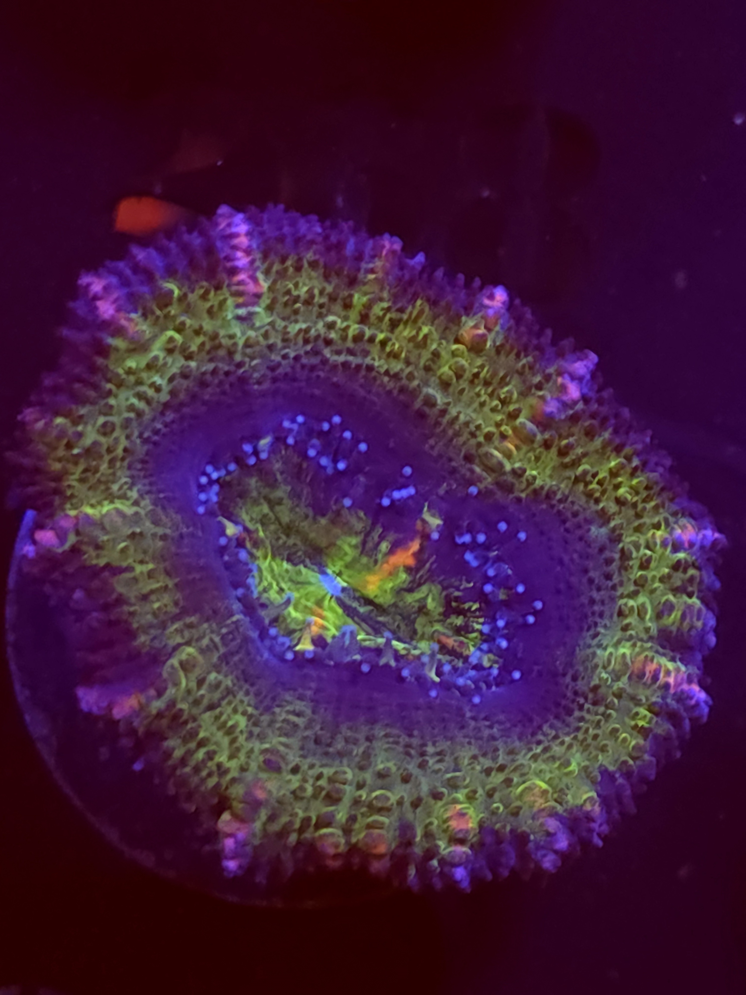 SBB "Big Hero" Acan 1 Head