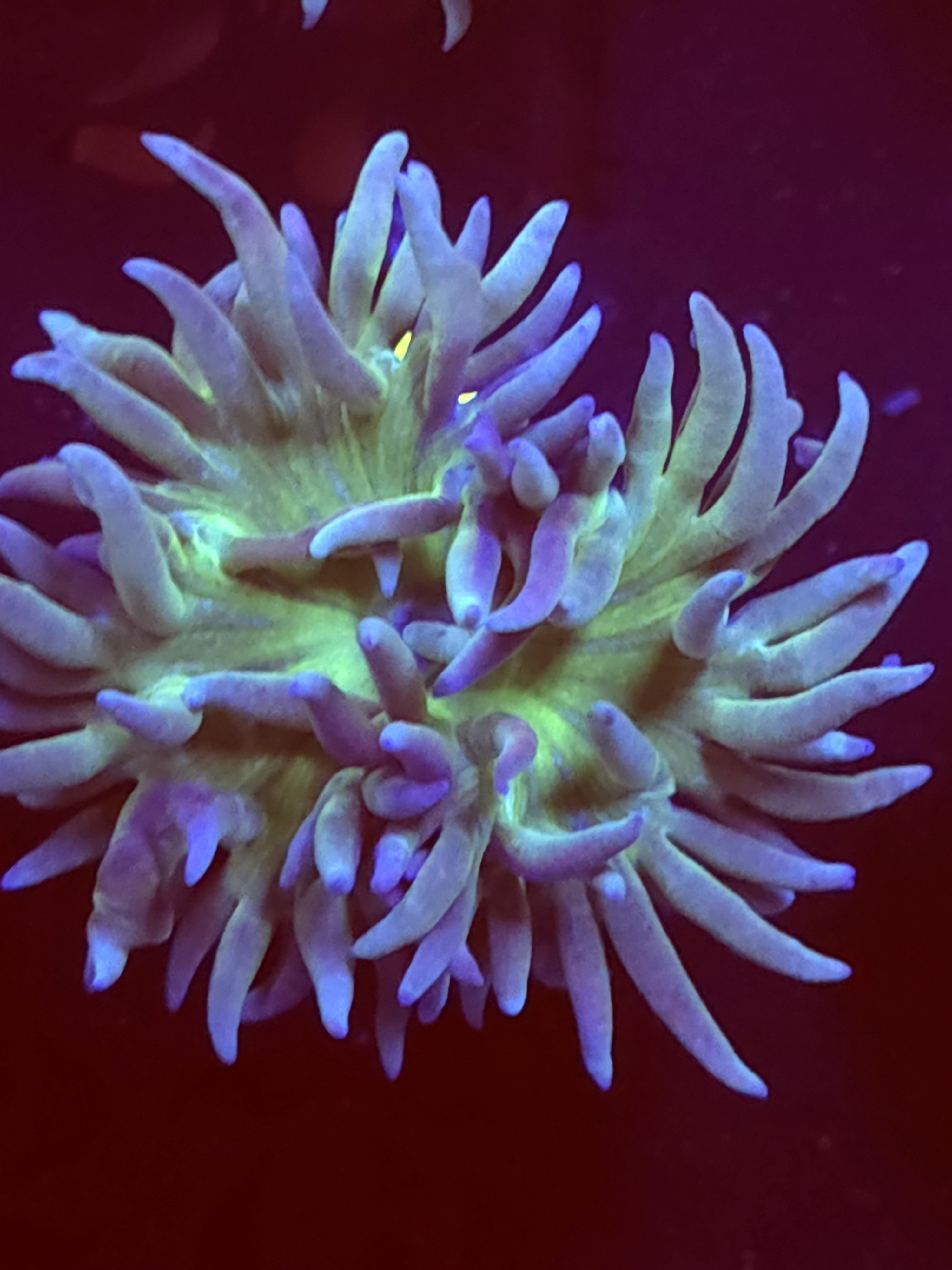 SBB "Duncan Coral" Duncan 1 Head