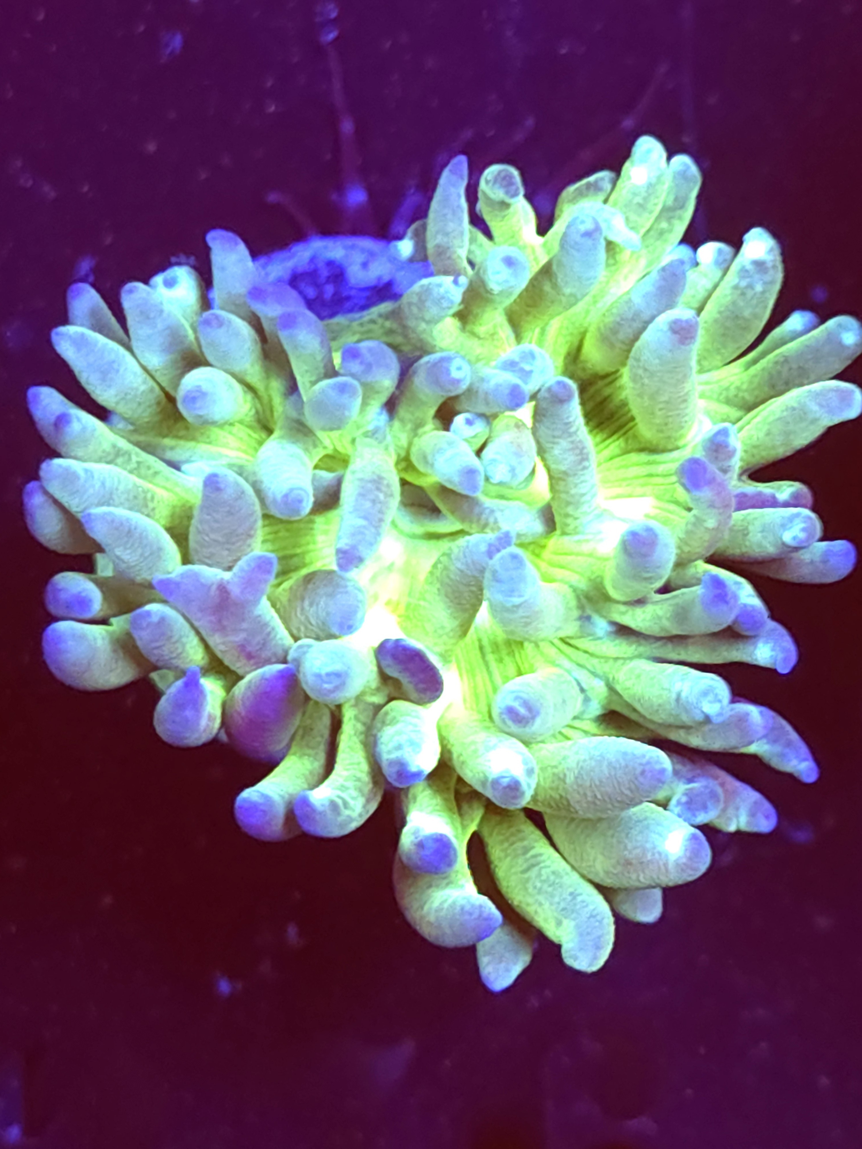 SBB "Duncan Coral" Duncan 1 Head