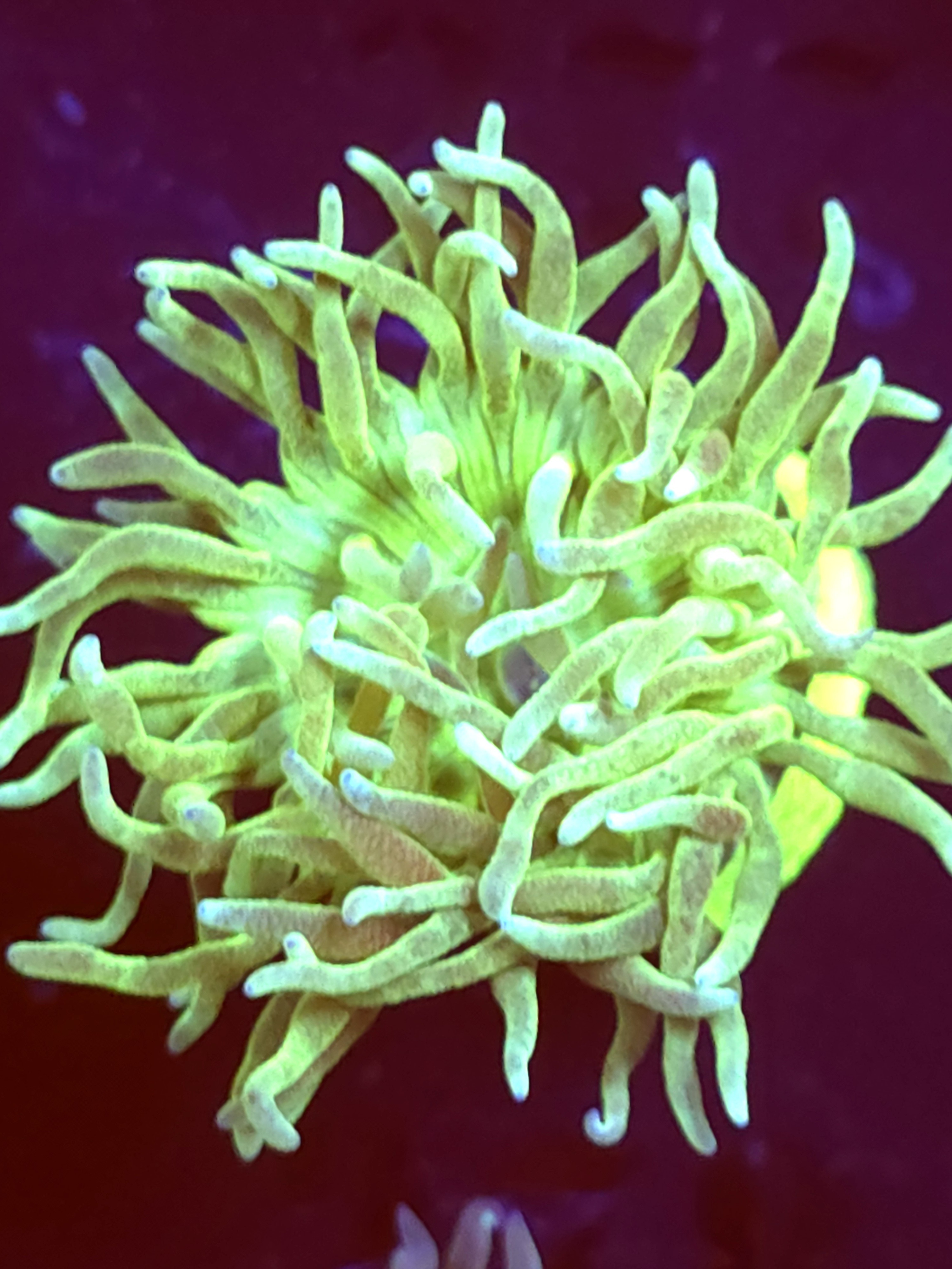 SBB "Duncan Coral" Duncan 1 Head