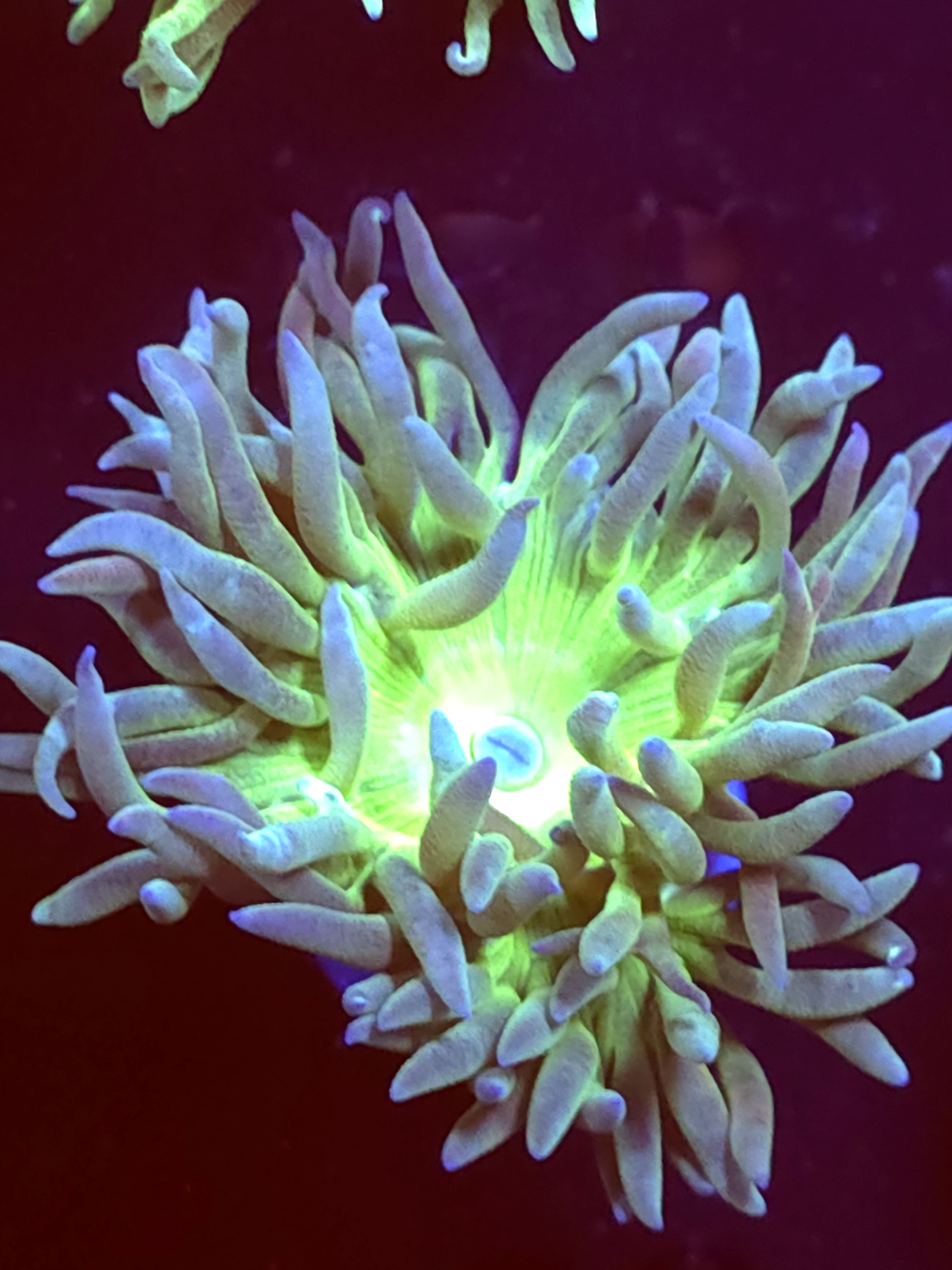 SBB "Duncan Coral" Duncan 1 Head