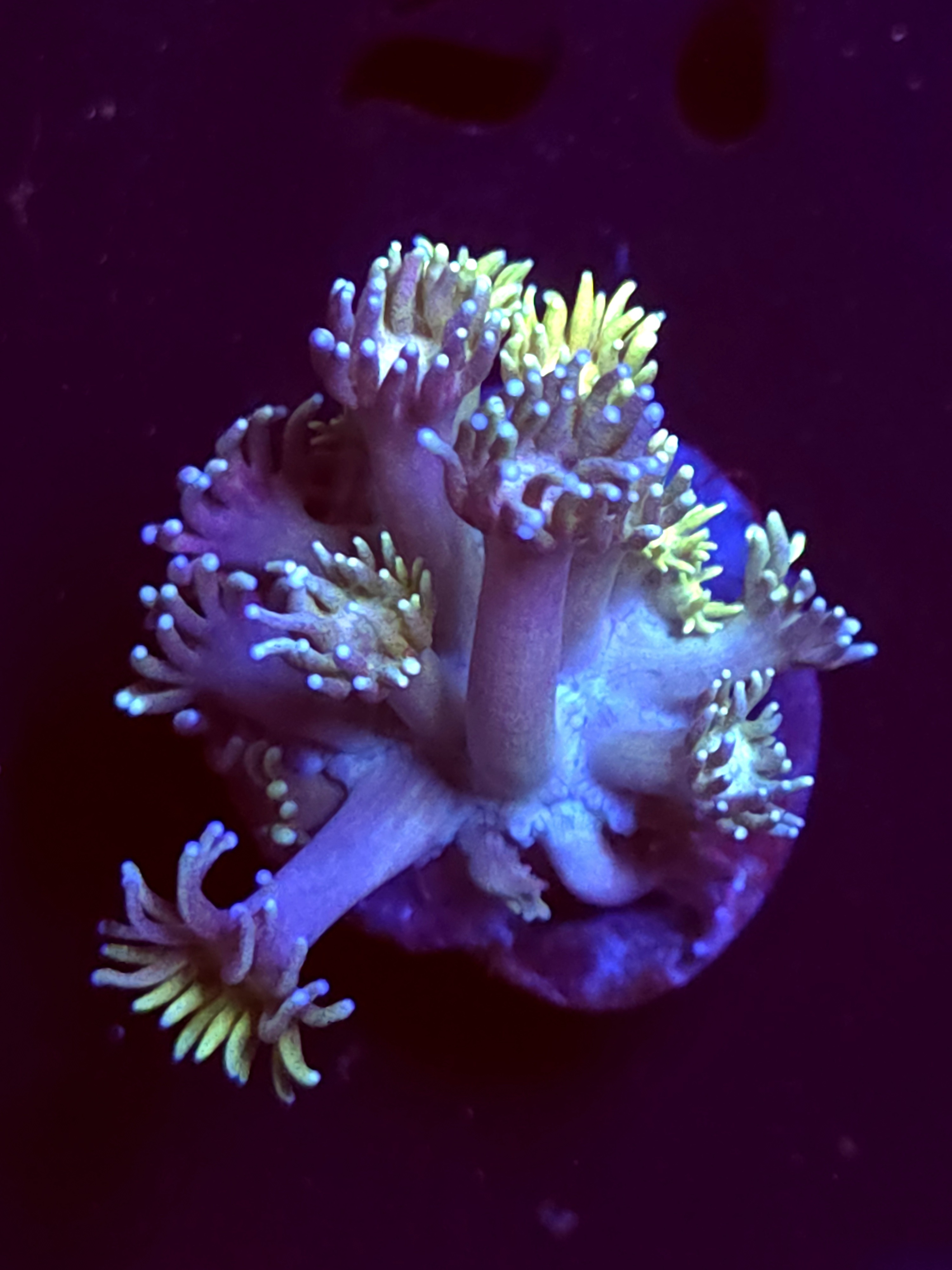 SBB "Sugar Cookie" Goni Medium