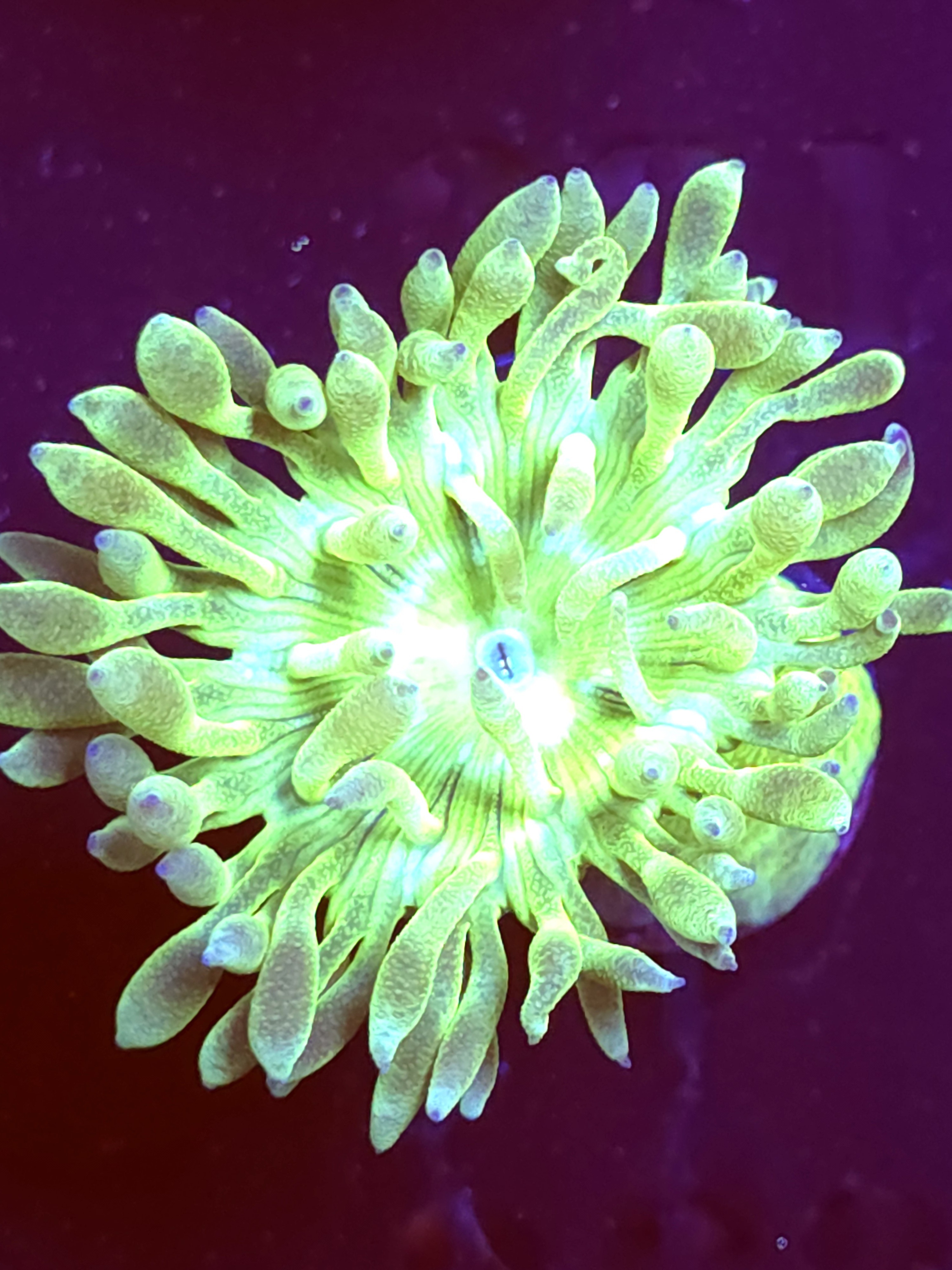 SBB "Duncan Coral" Duncan 1 Head