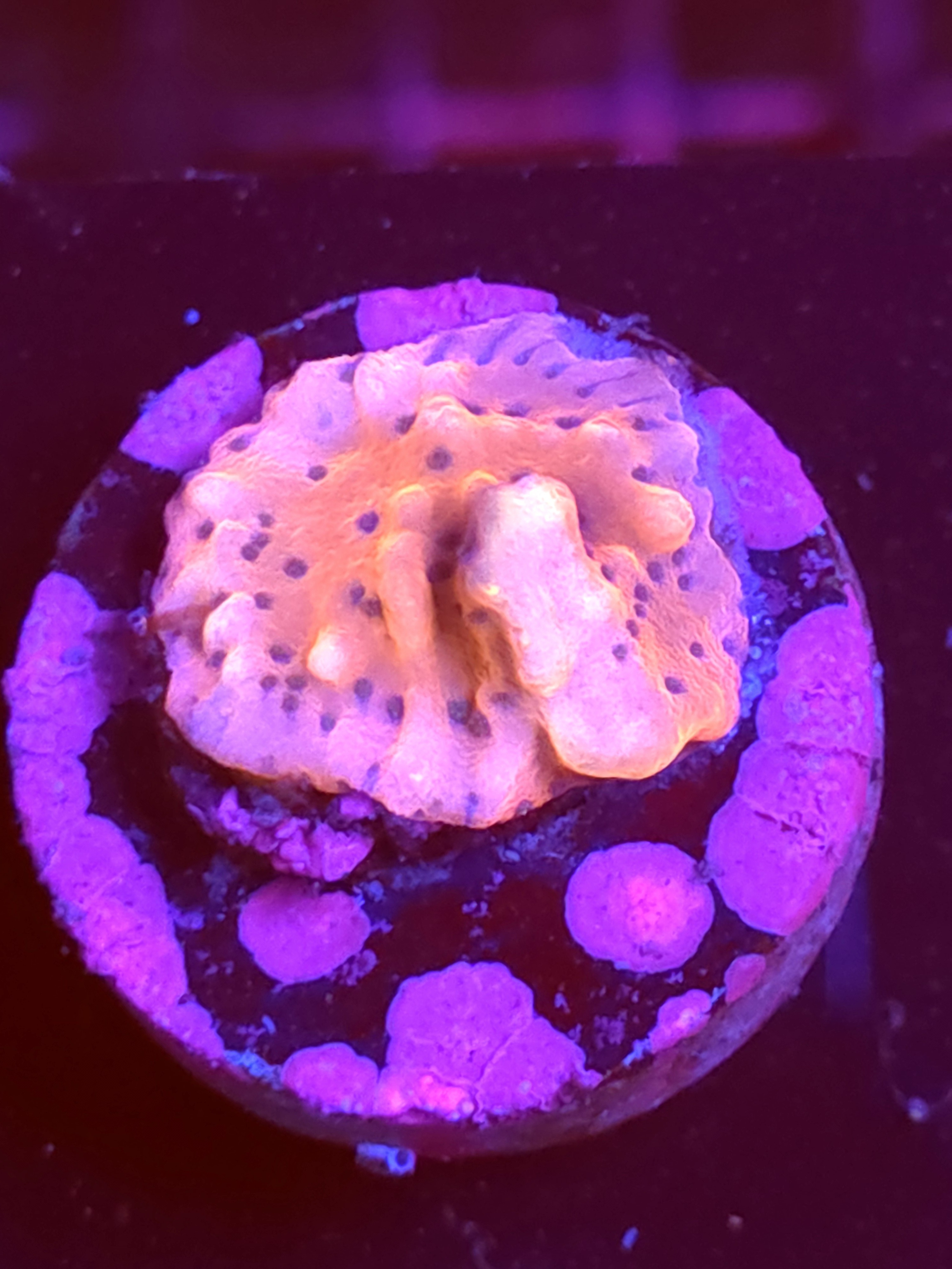 SBB "Mystery Signature" Monti Small