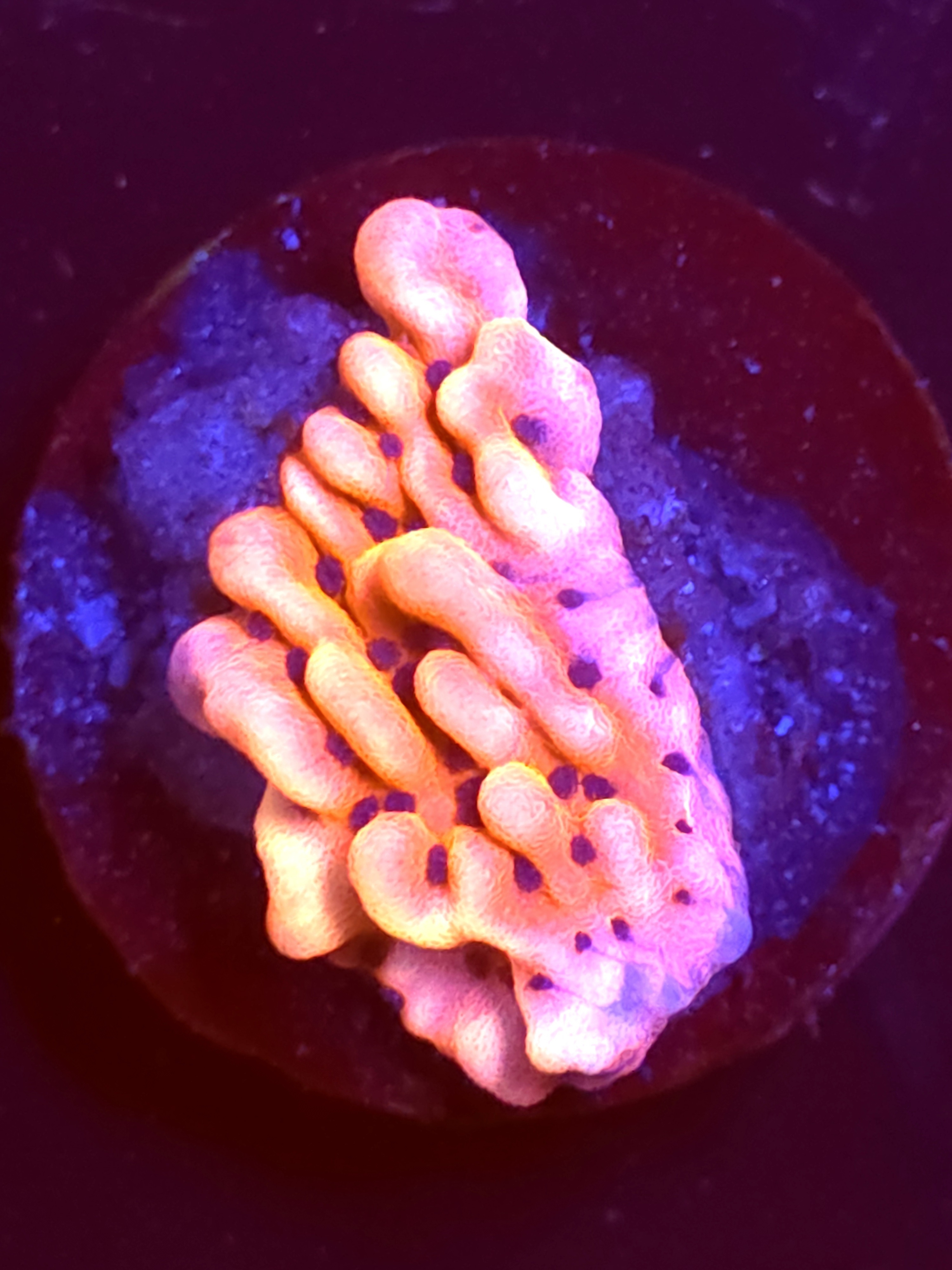 SBB "Cherry Tree" Monti Small