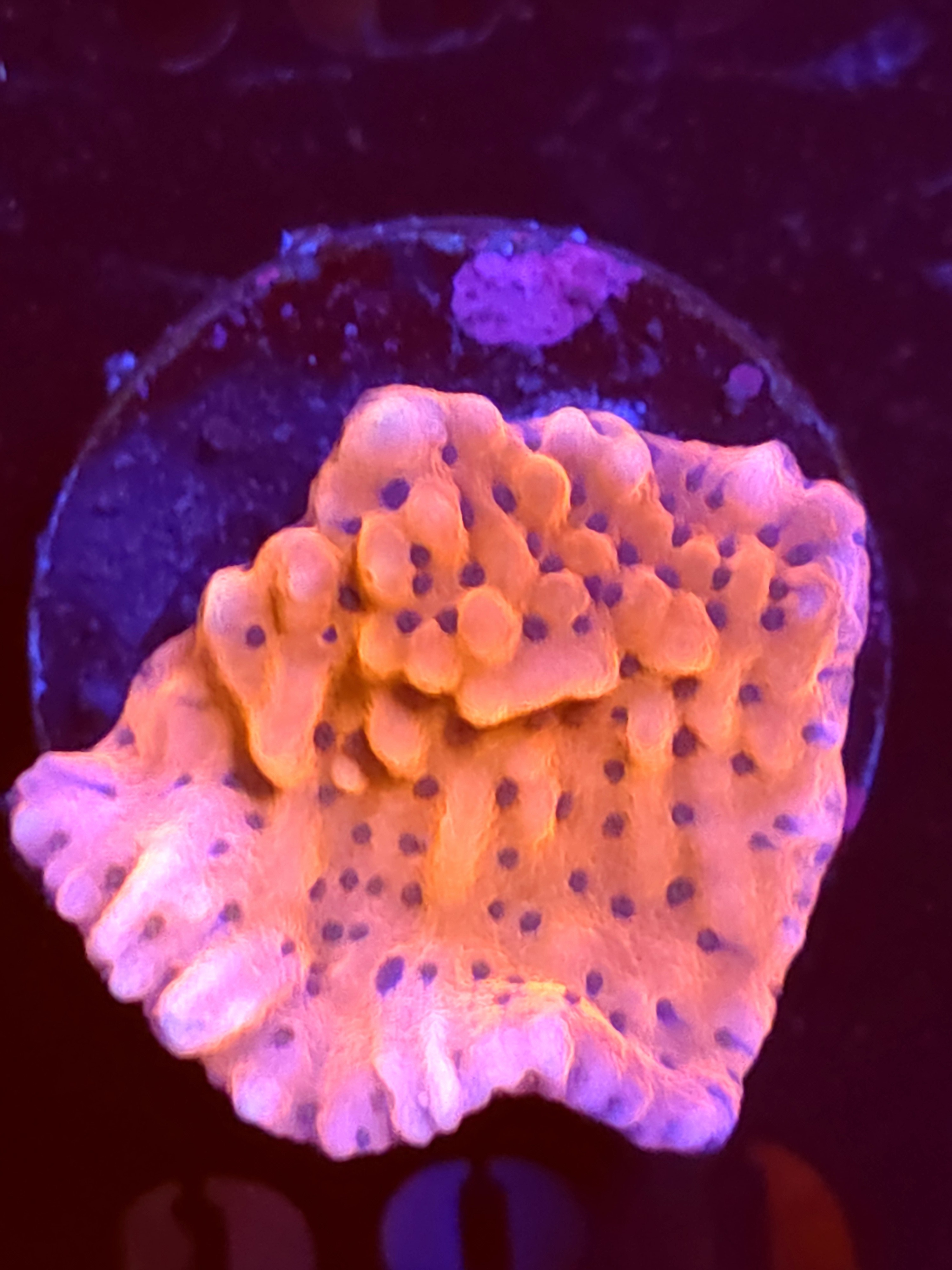 SBB "Cherry Tree" Monti Medium