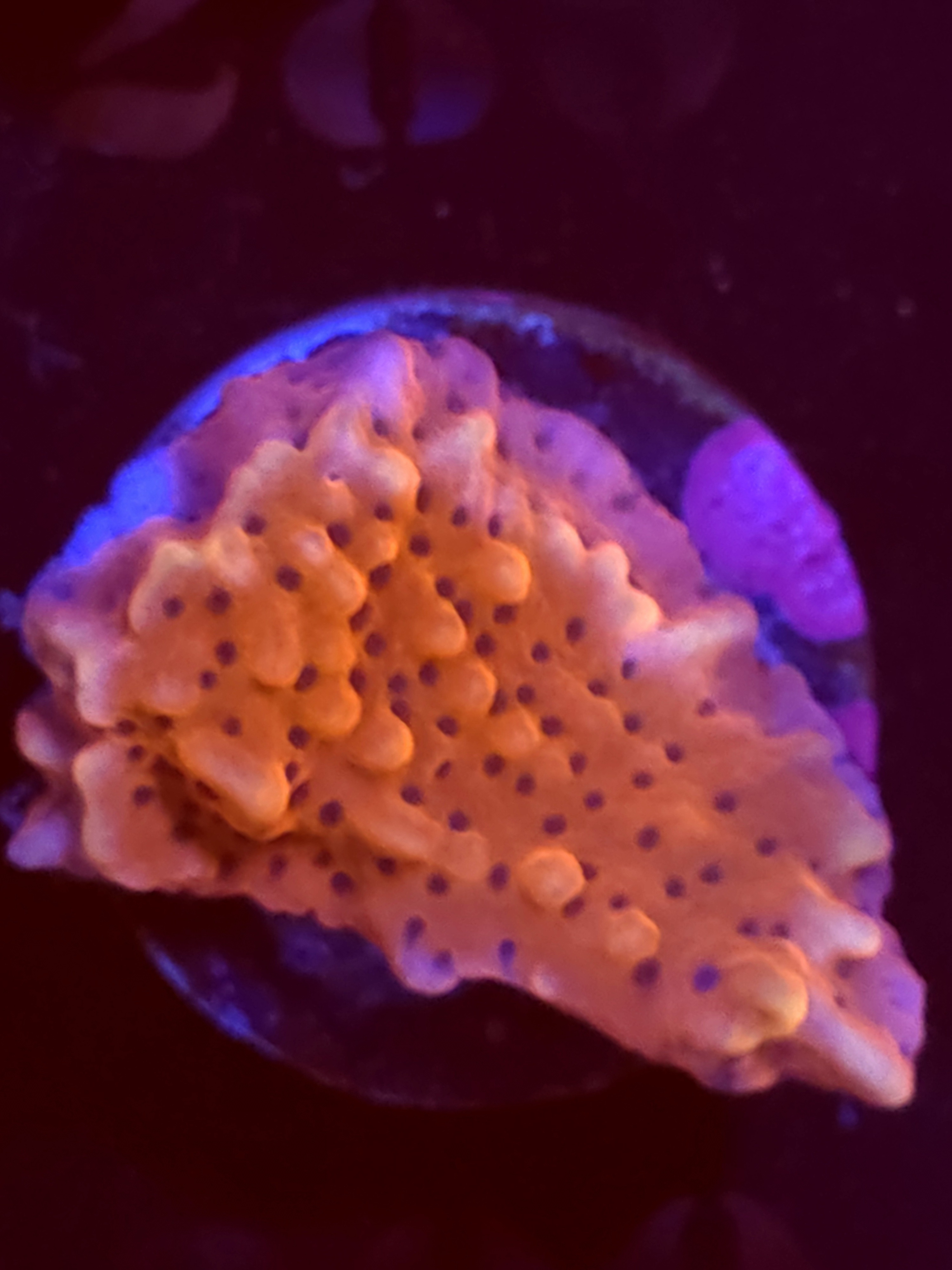 SBB "Cherry Tree" Monti Medium