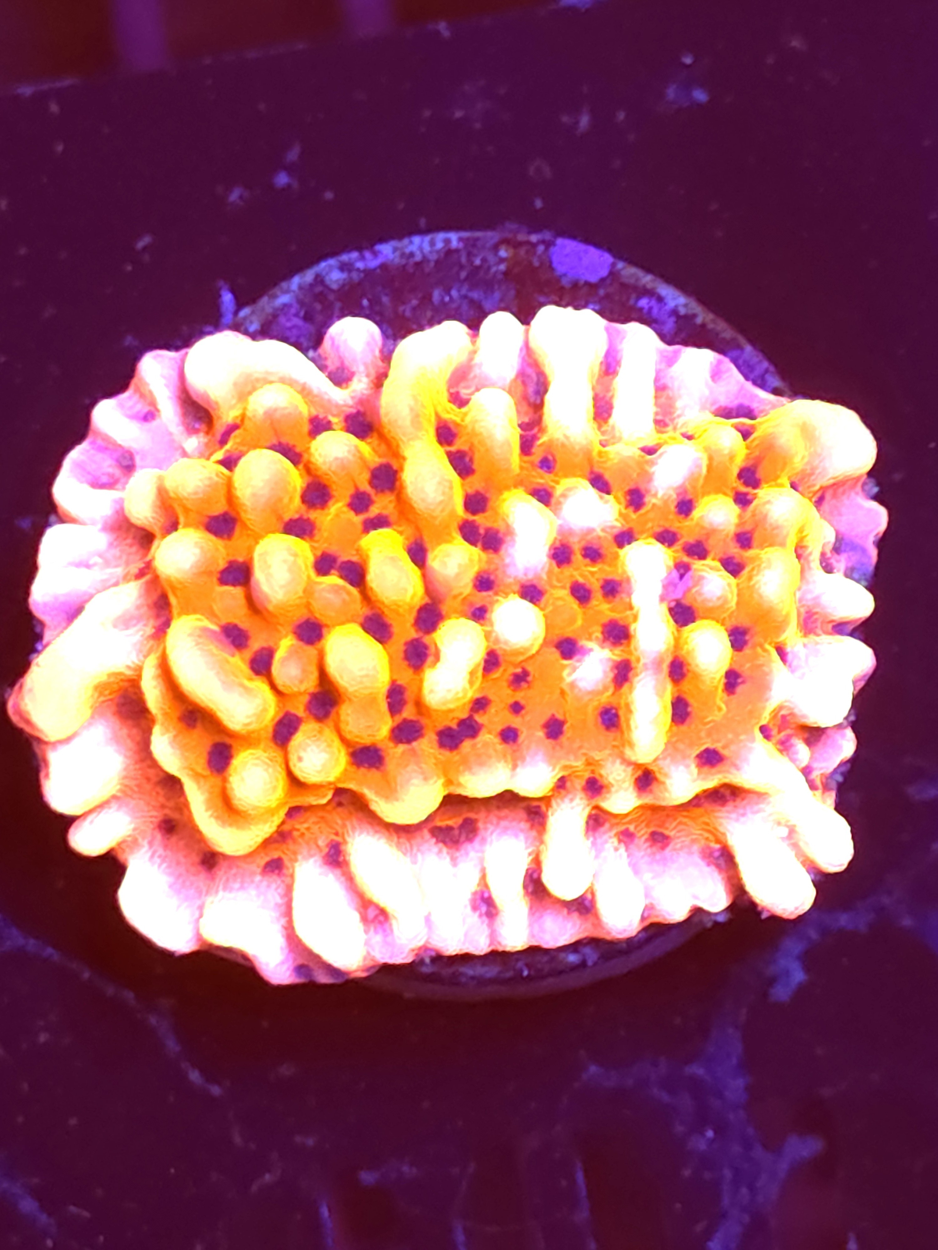 SBB "Cherry Tree" Monti Large