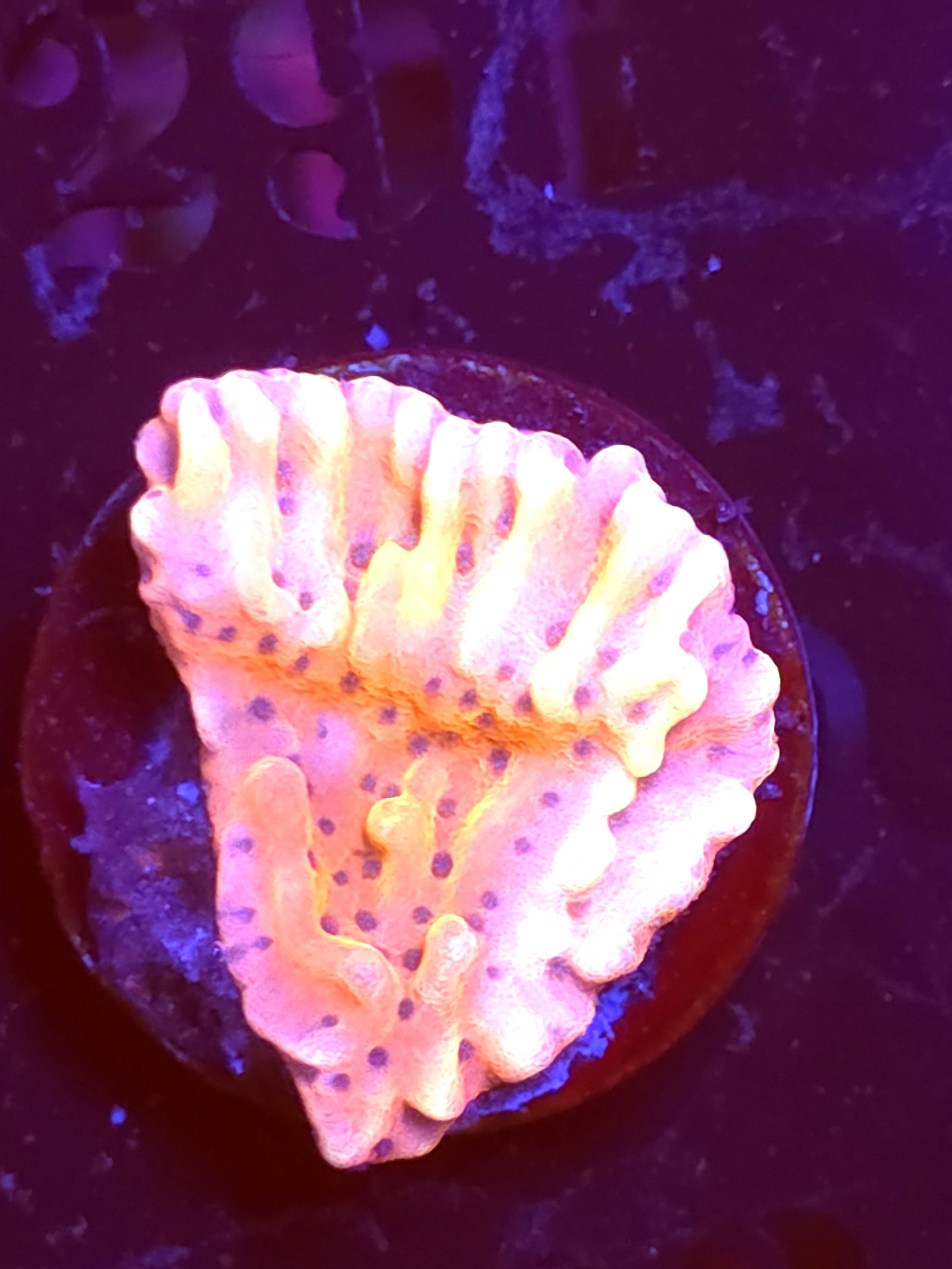 SBB "Cherry Tree" Monti Medium