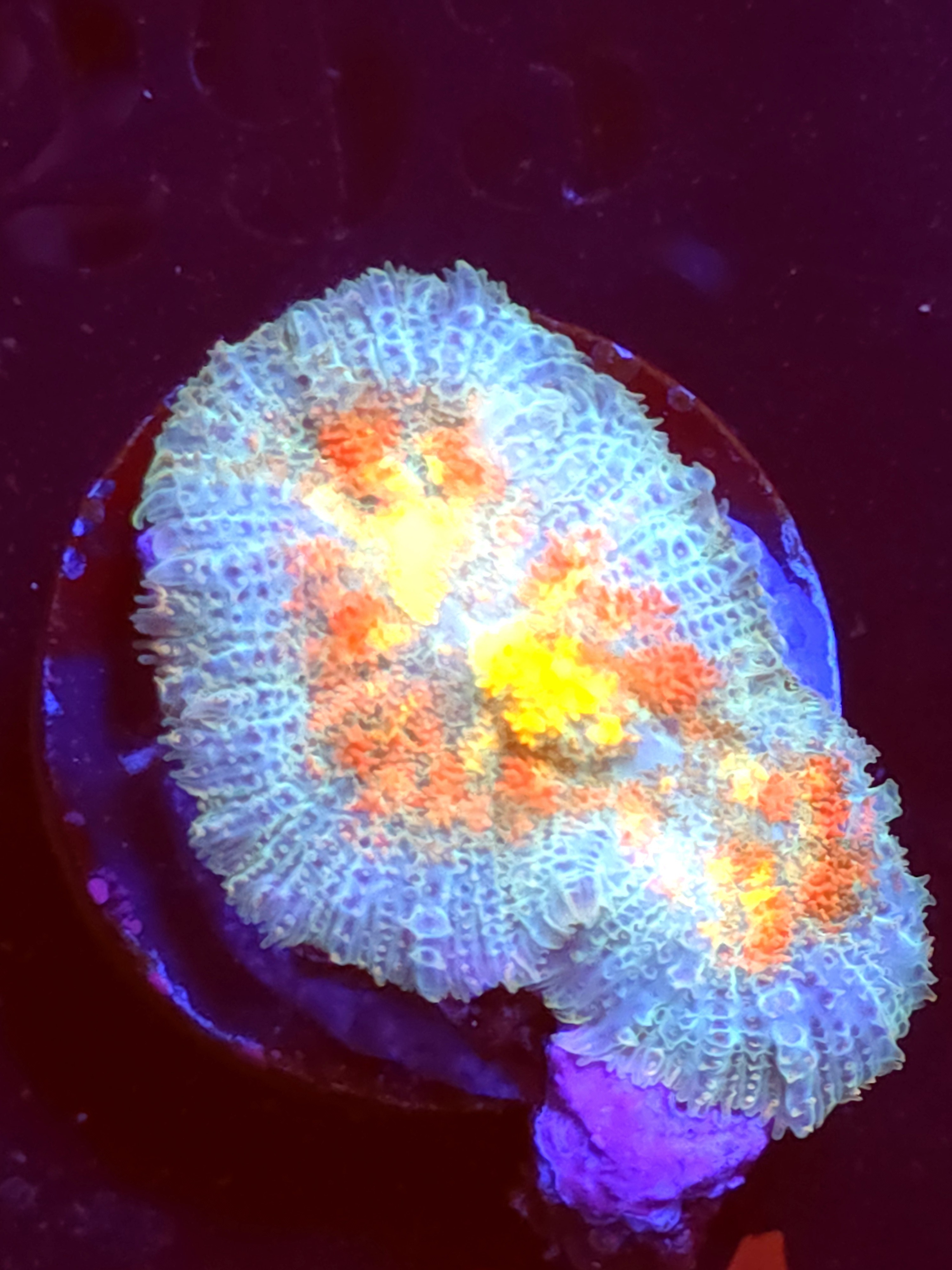 SBB "Orange Dream" Mushroom Large