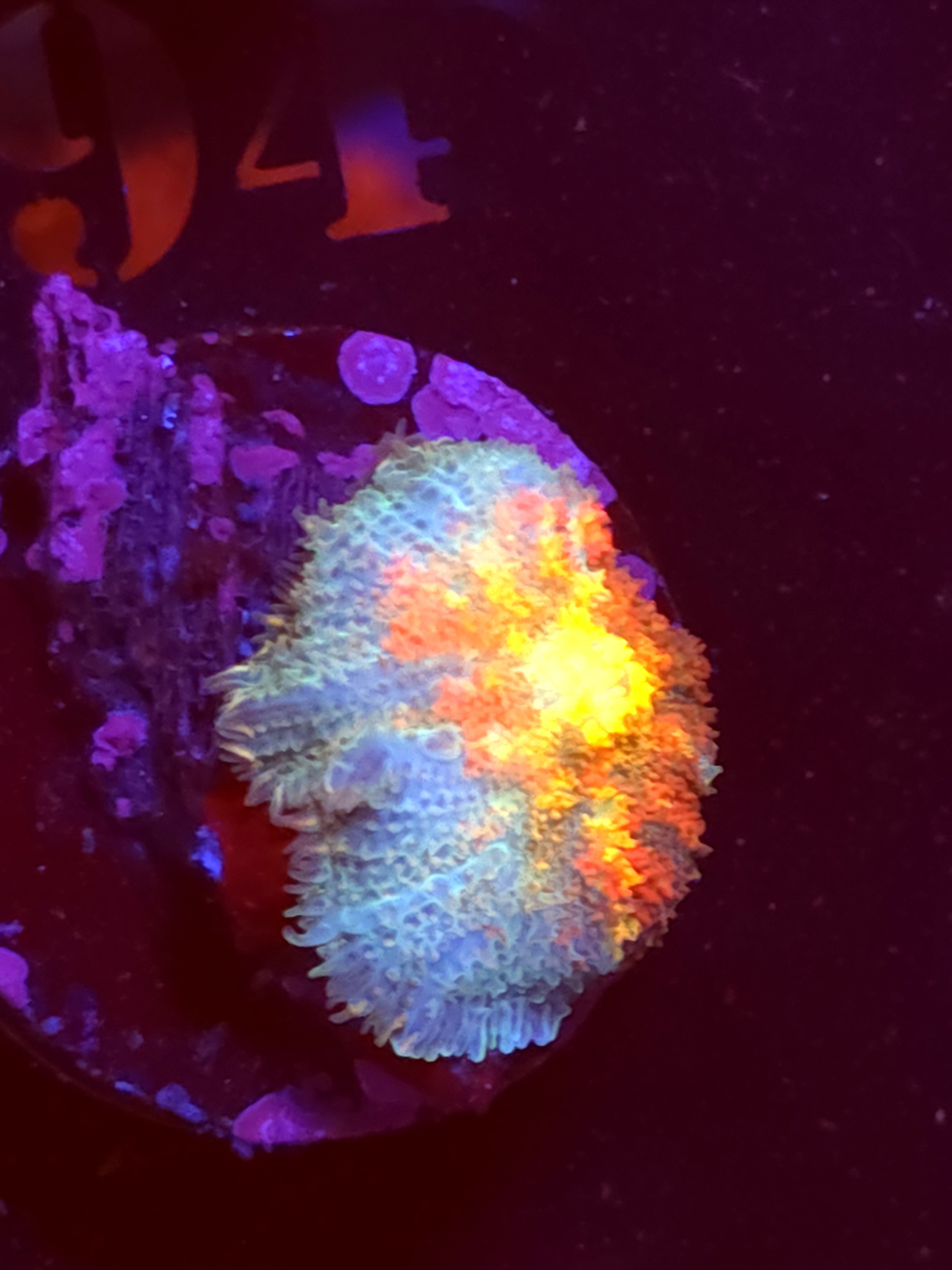 SBB "Orange Dream" Mushroom Small