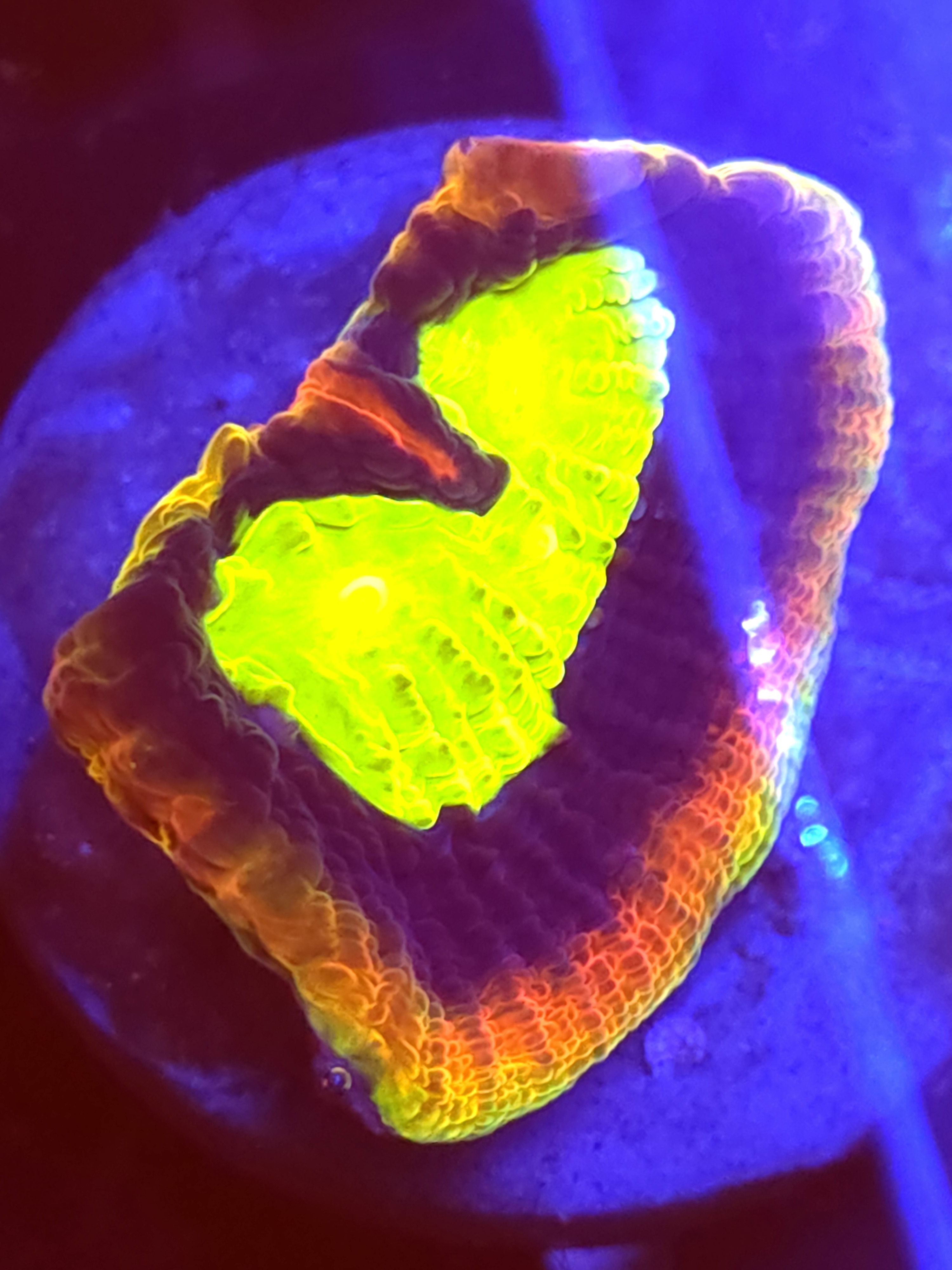 SBB "Dragon Soul" Favia 1 Eye