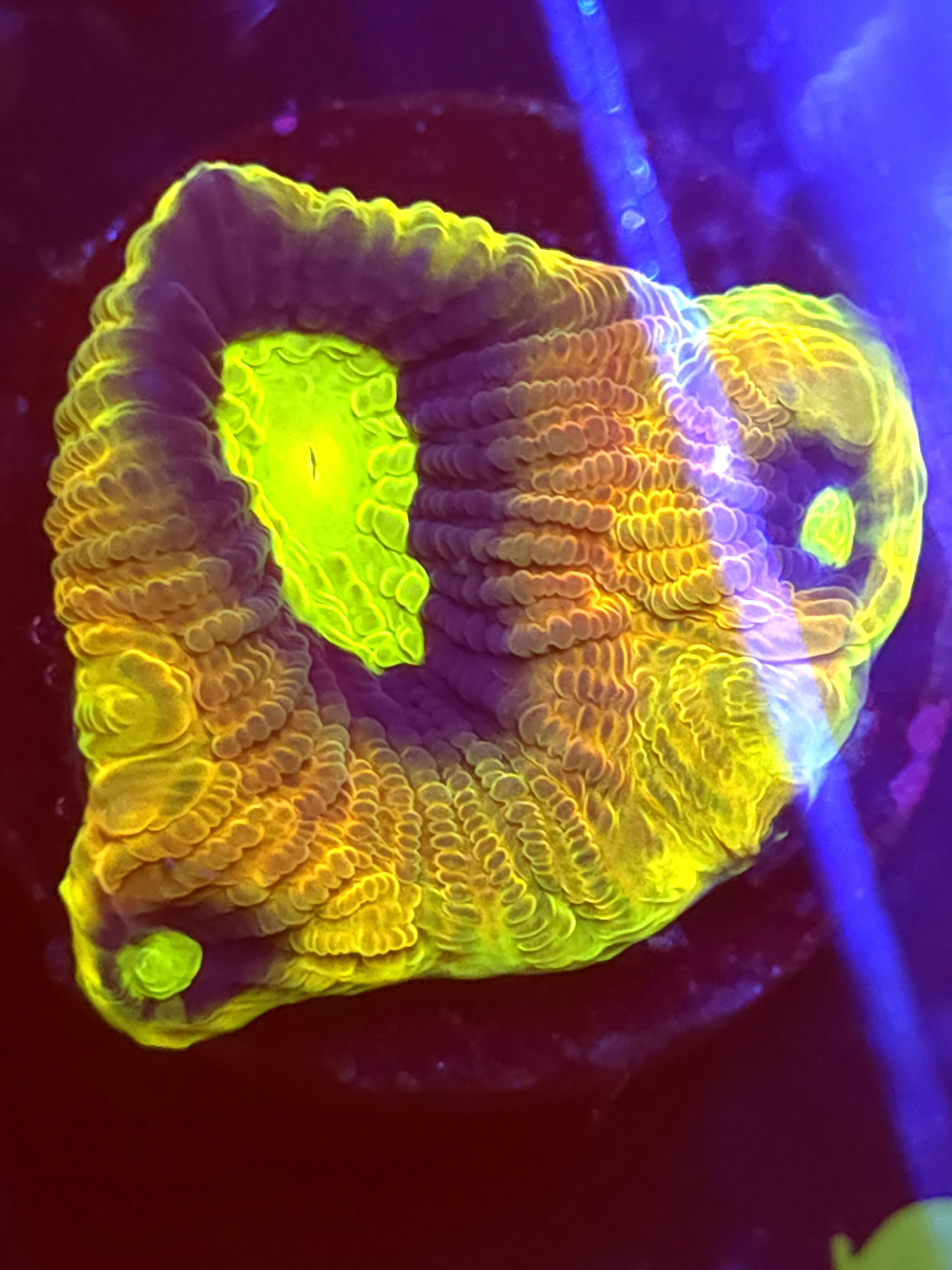 SBB "Dragon Soul" Favia 1 Eye