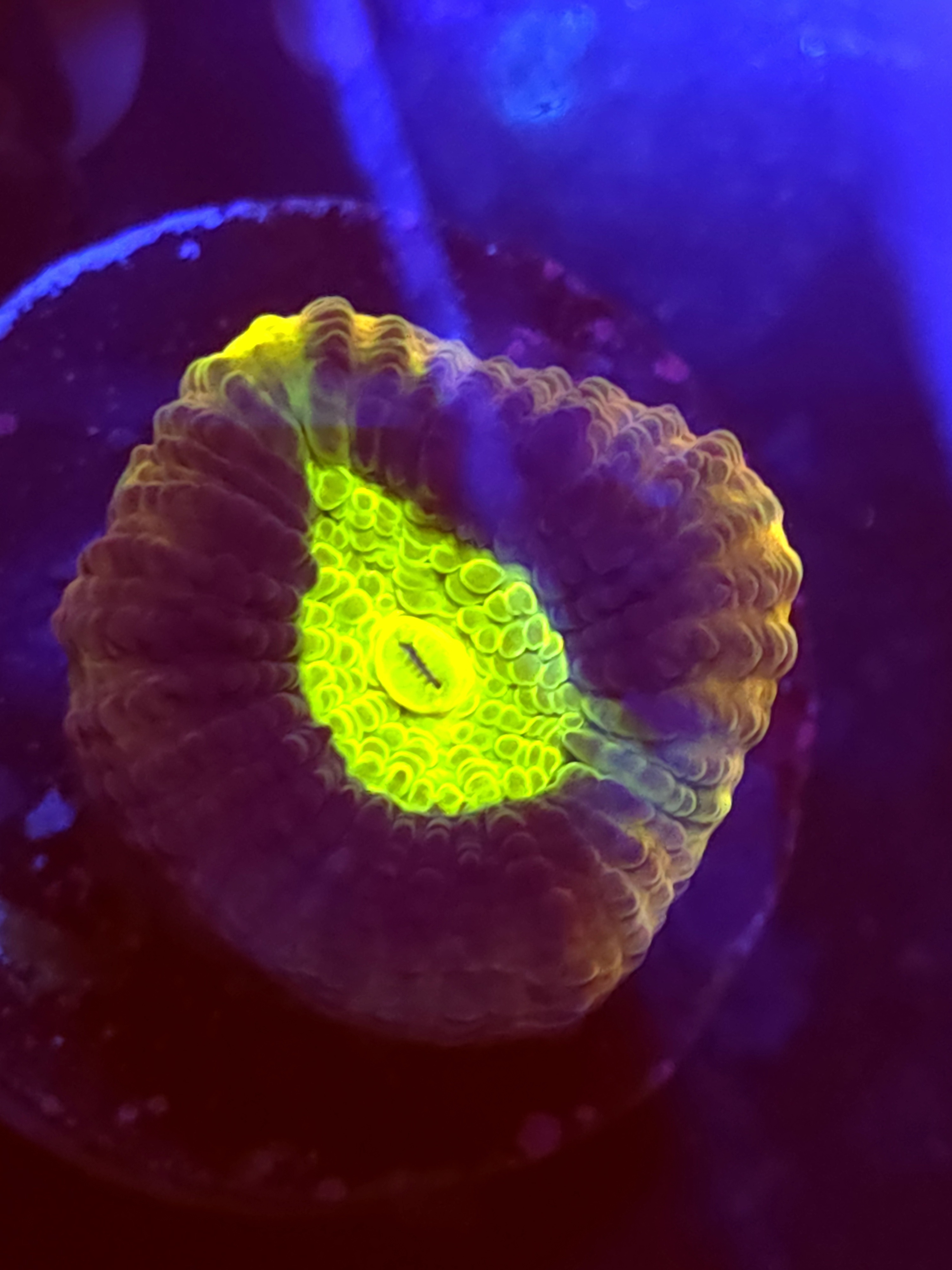 SBB "Dragon Soul" Favia 1 Eye