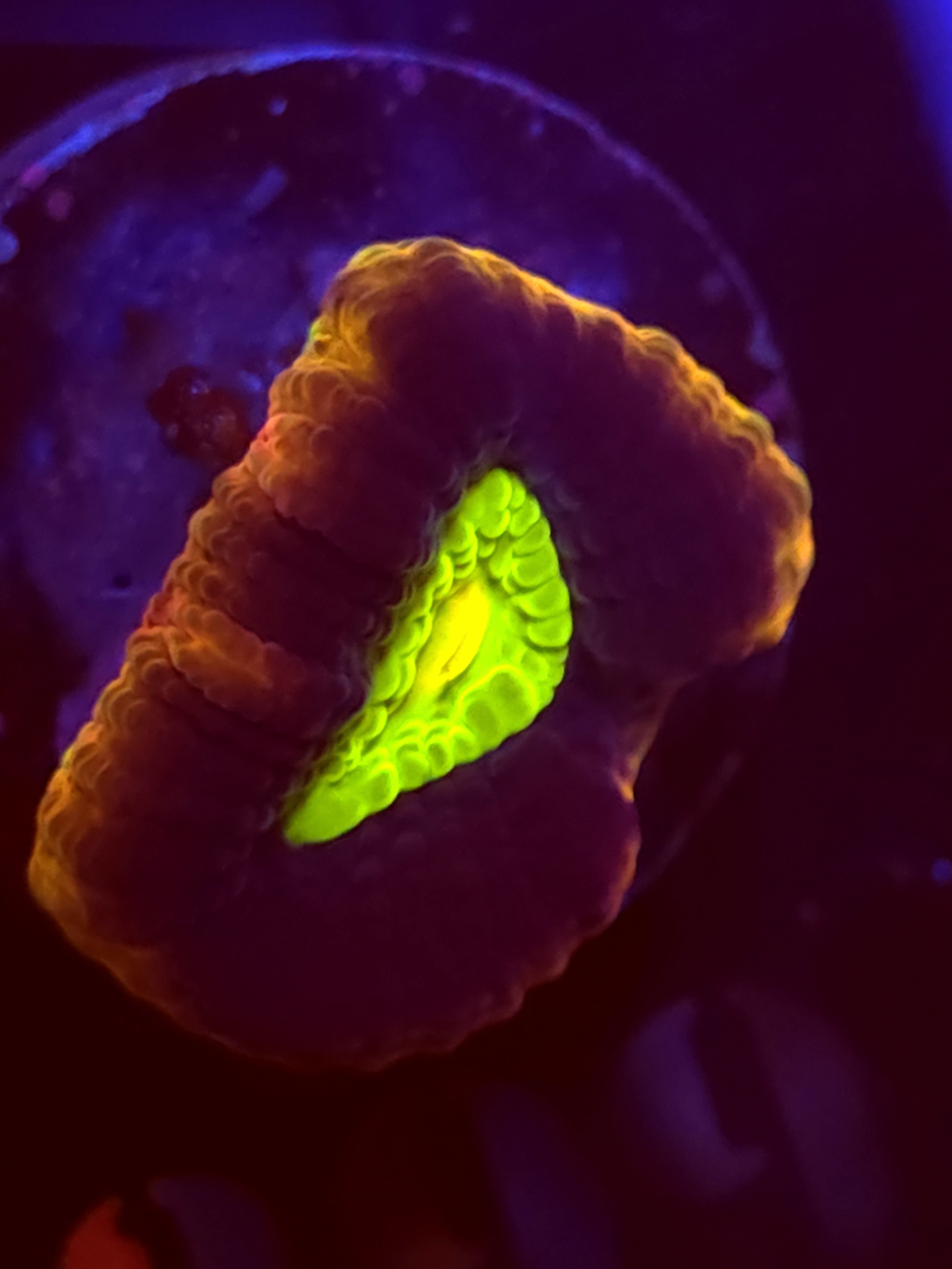 SBB "Dragon Soul" Favia 1 Eye