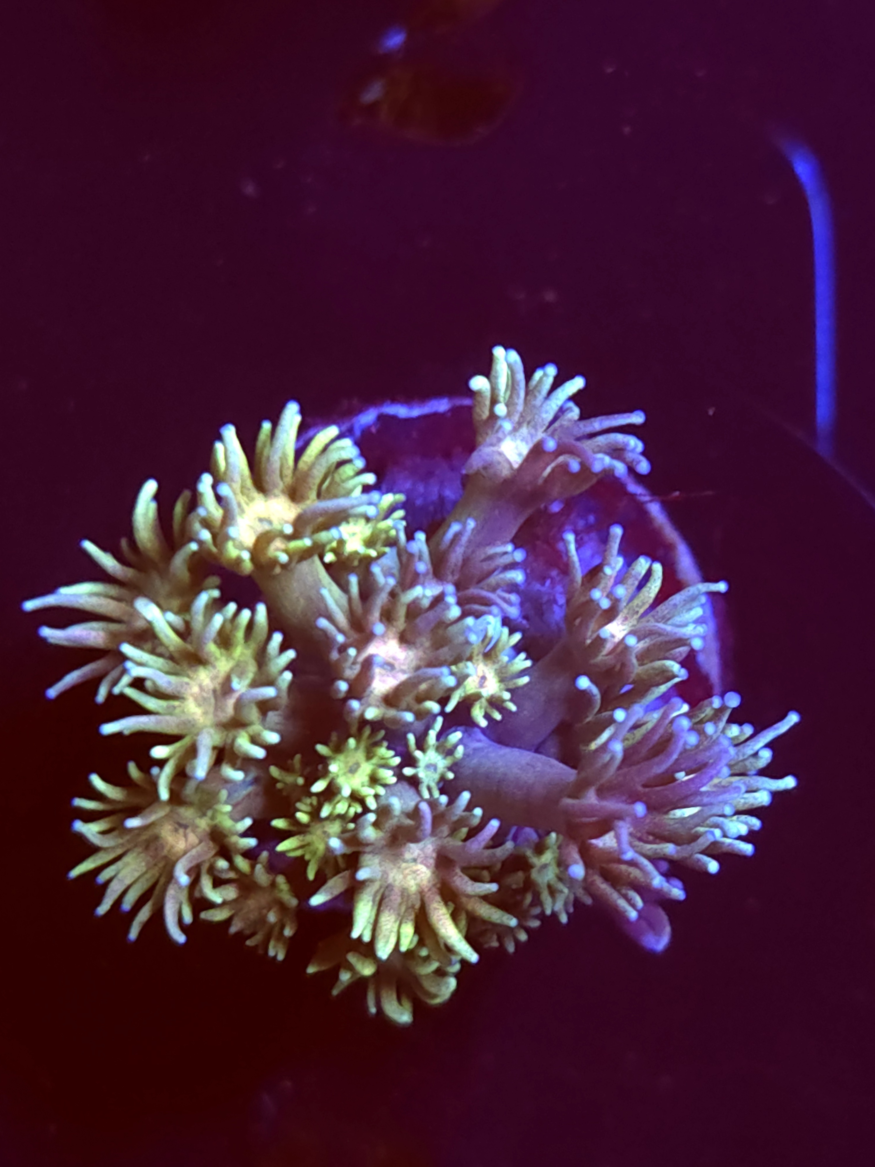 SBB "Sugar Cookie" Goni Medium