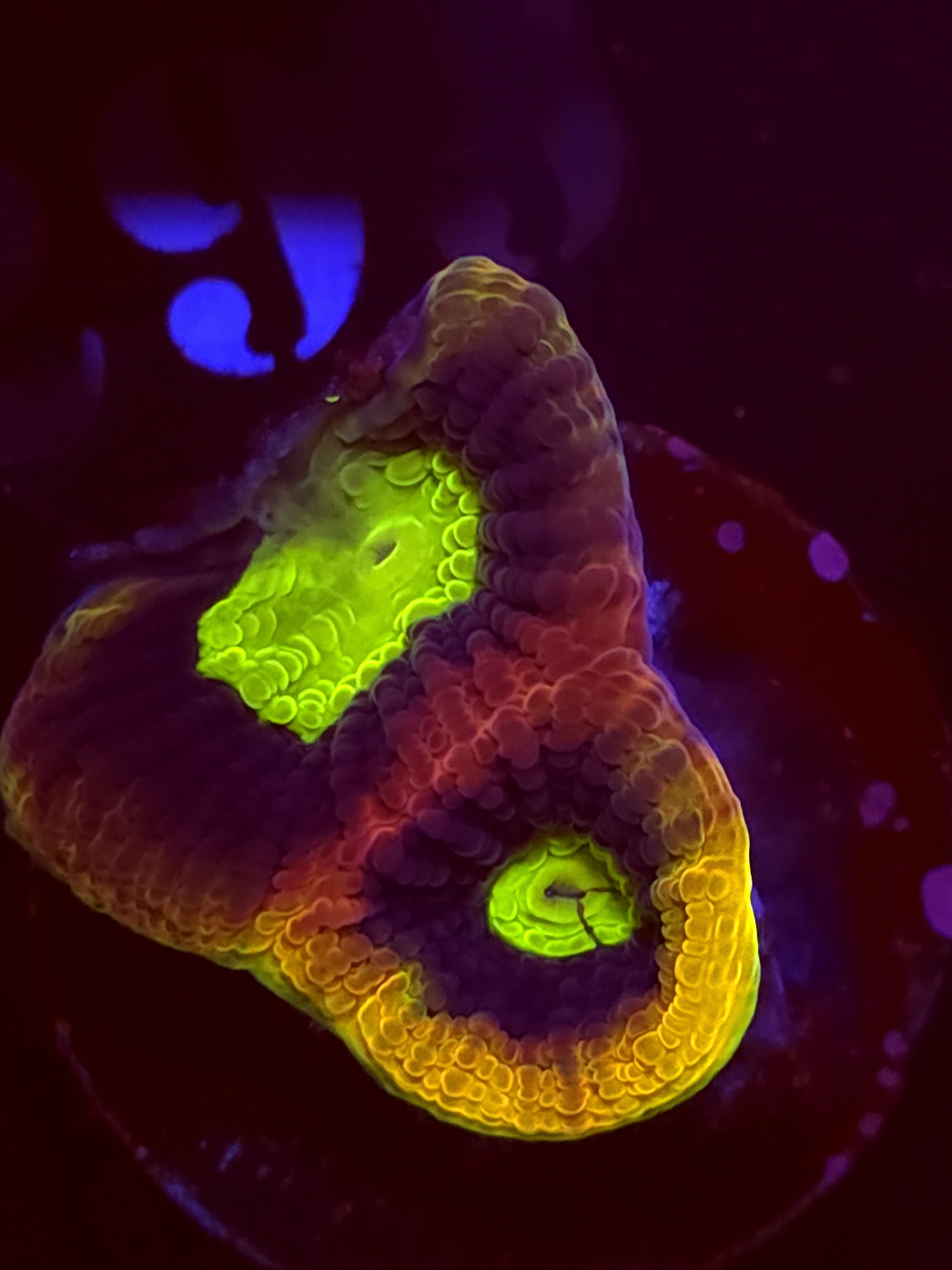 SBB "Mystery Signature" Favia 2 Eyes