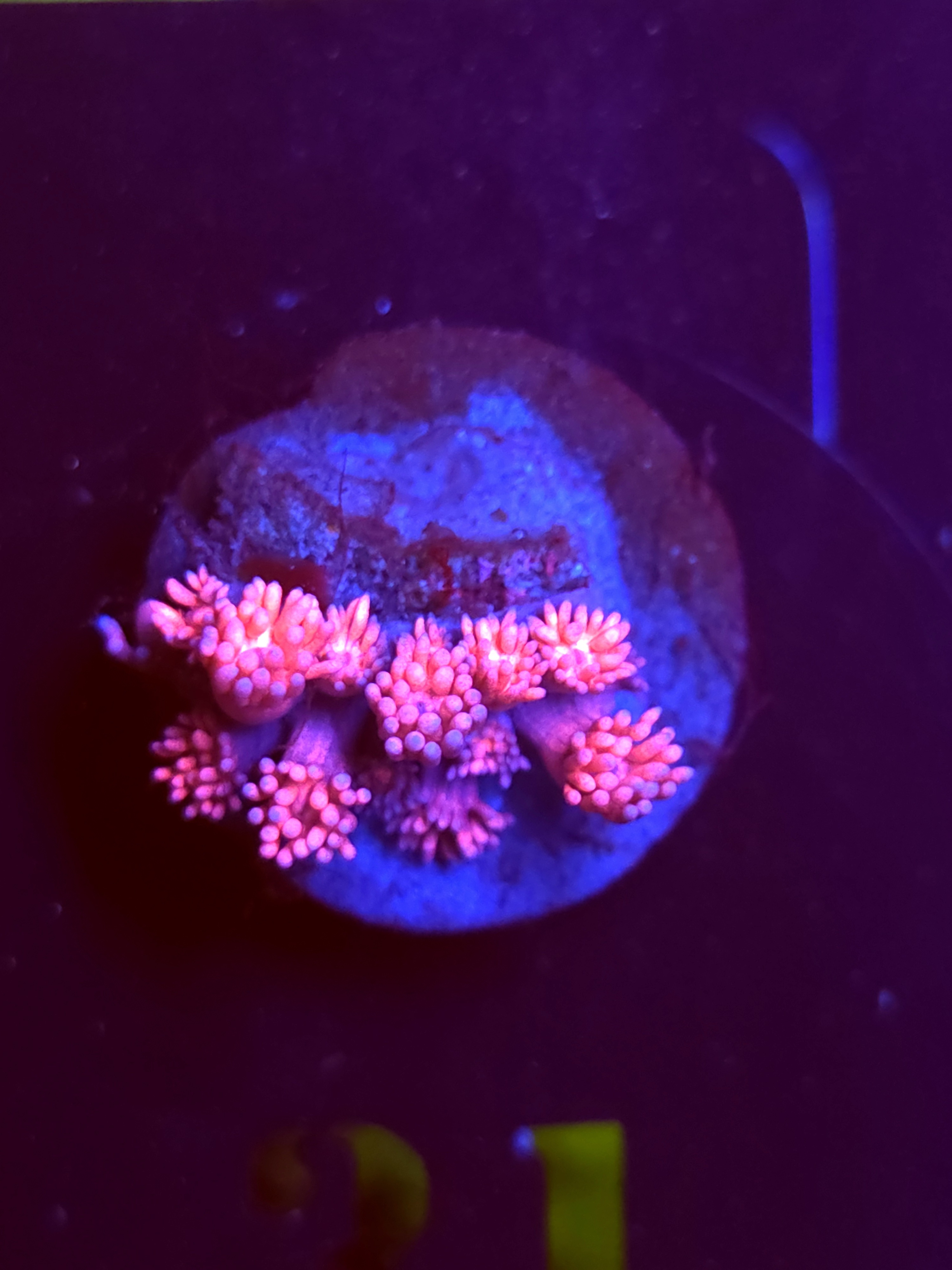 SBB "Jelly Bloom" Goni Small