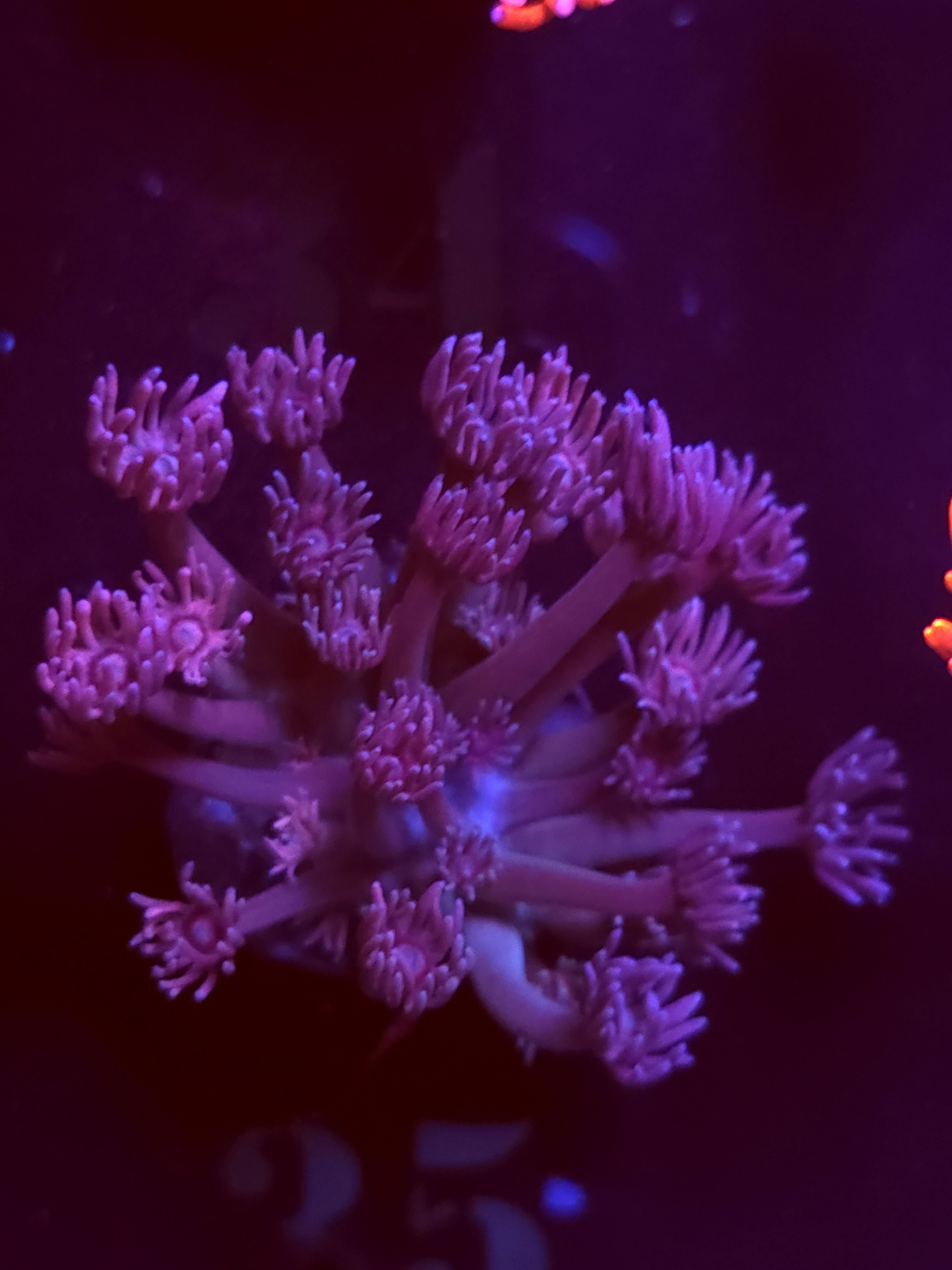 SBB "Mystery Signature" Goni Medium