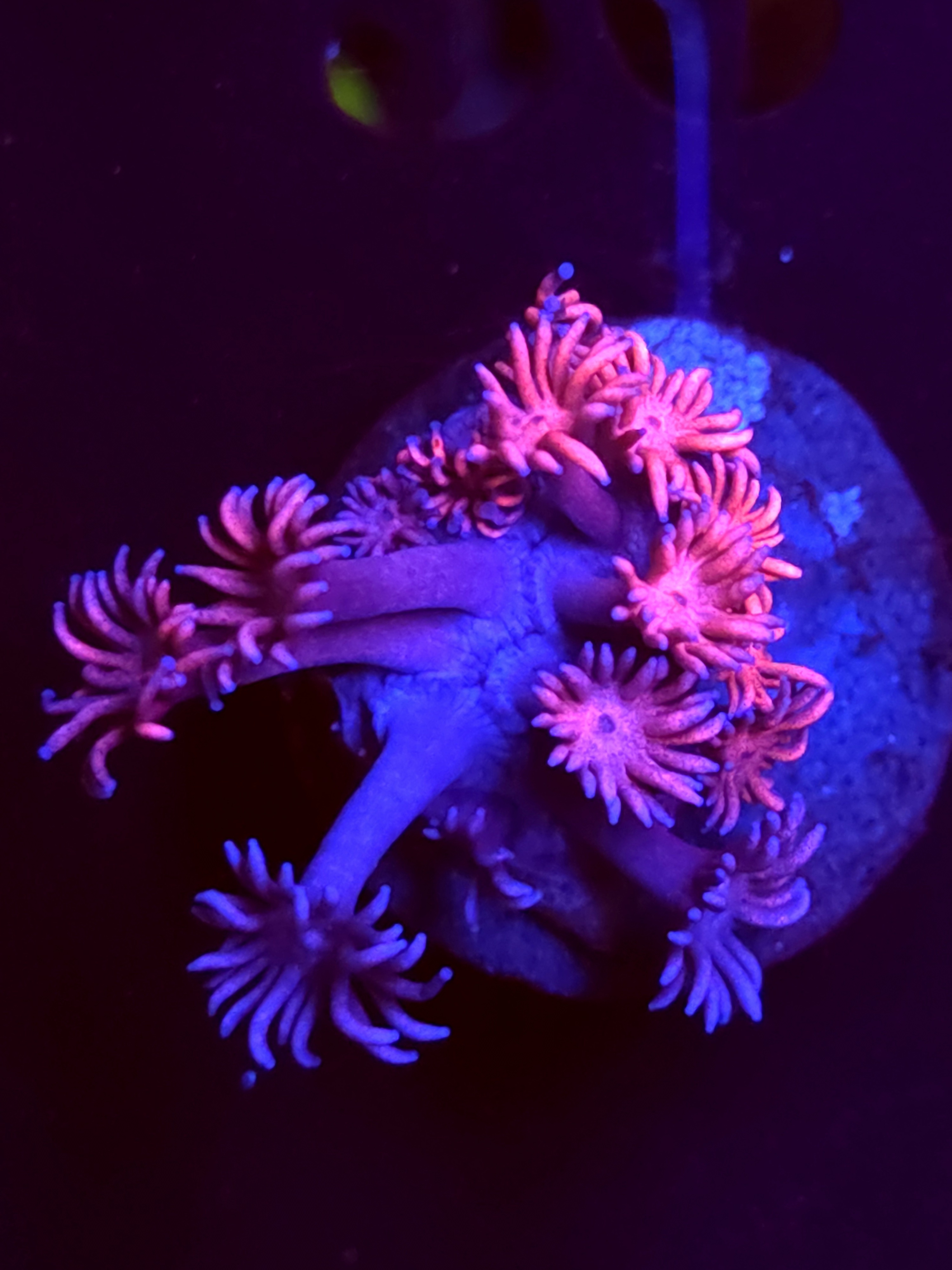 SBB "Opal Flare" Goni Medium