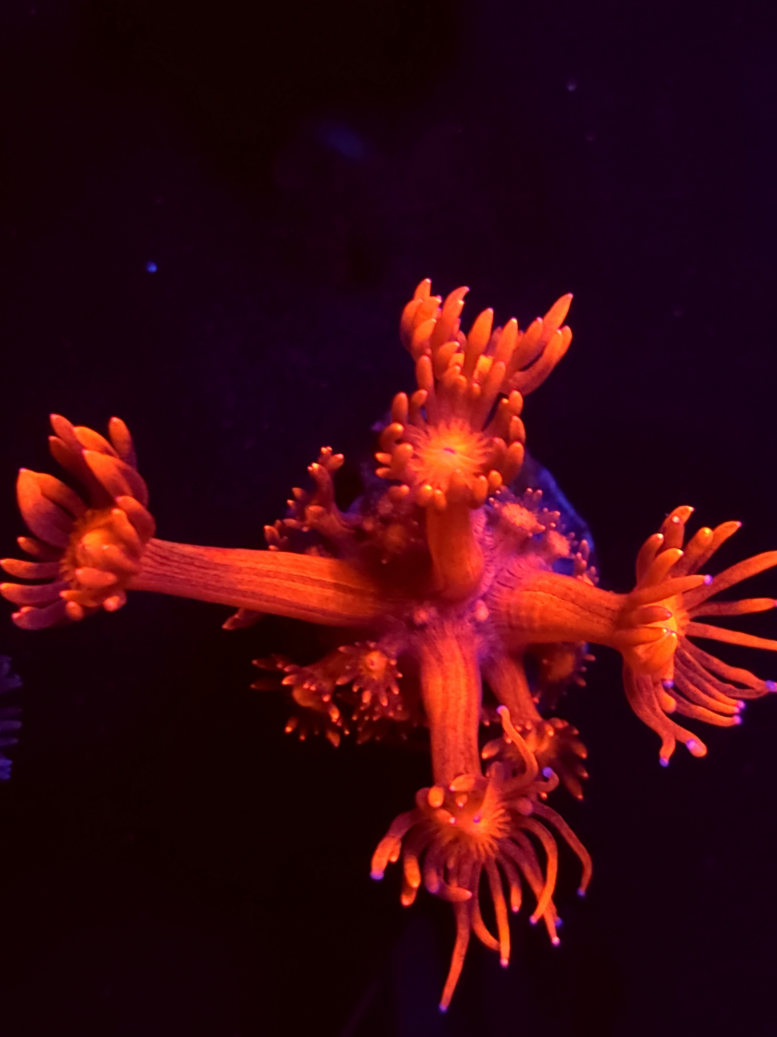 SBB "Mystery Signature" Goni Small